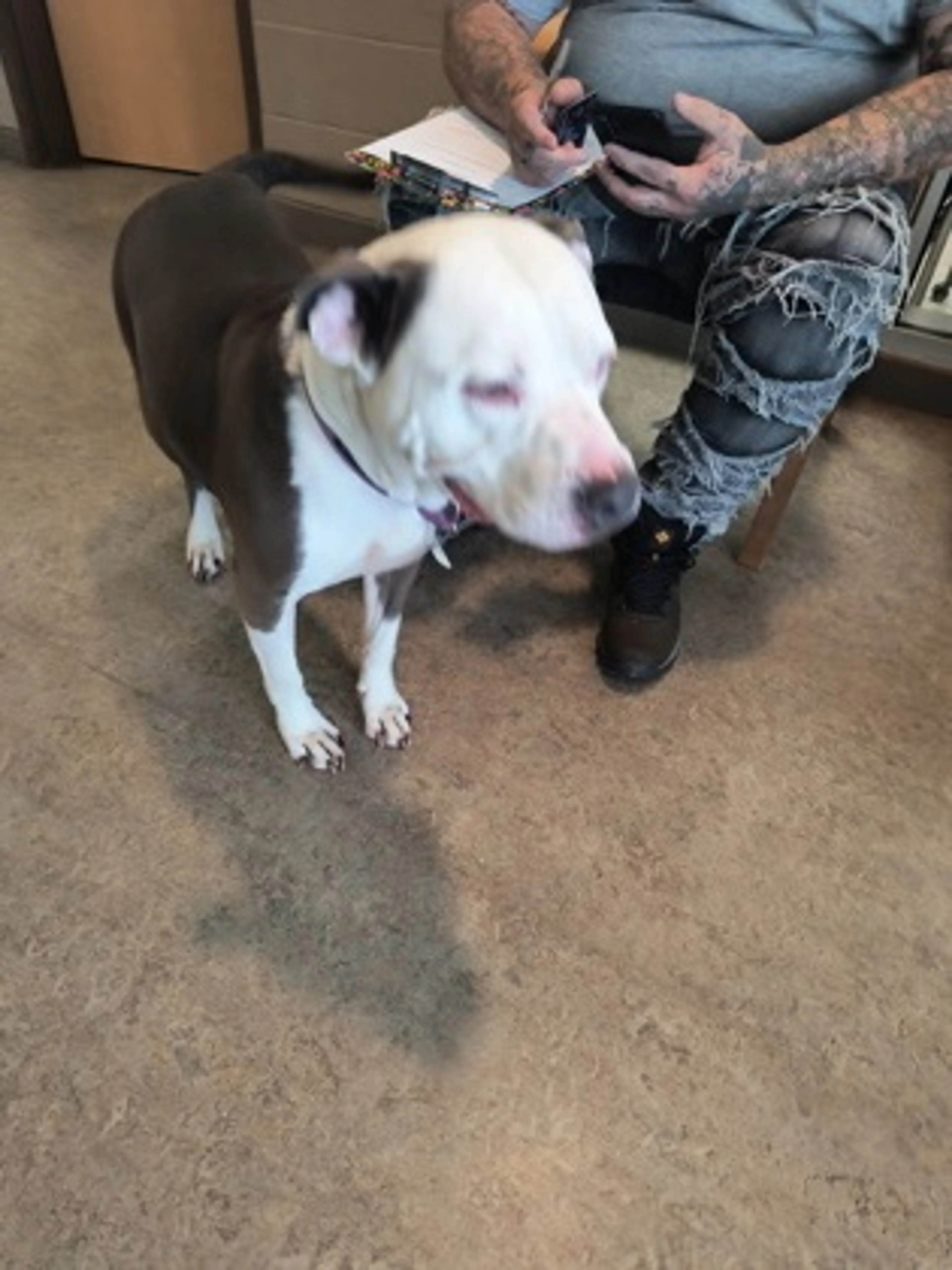 Found pet