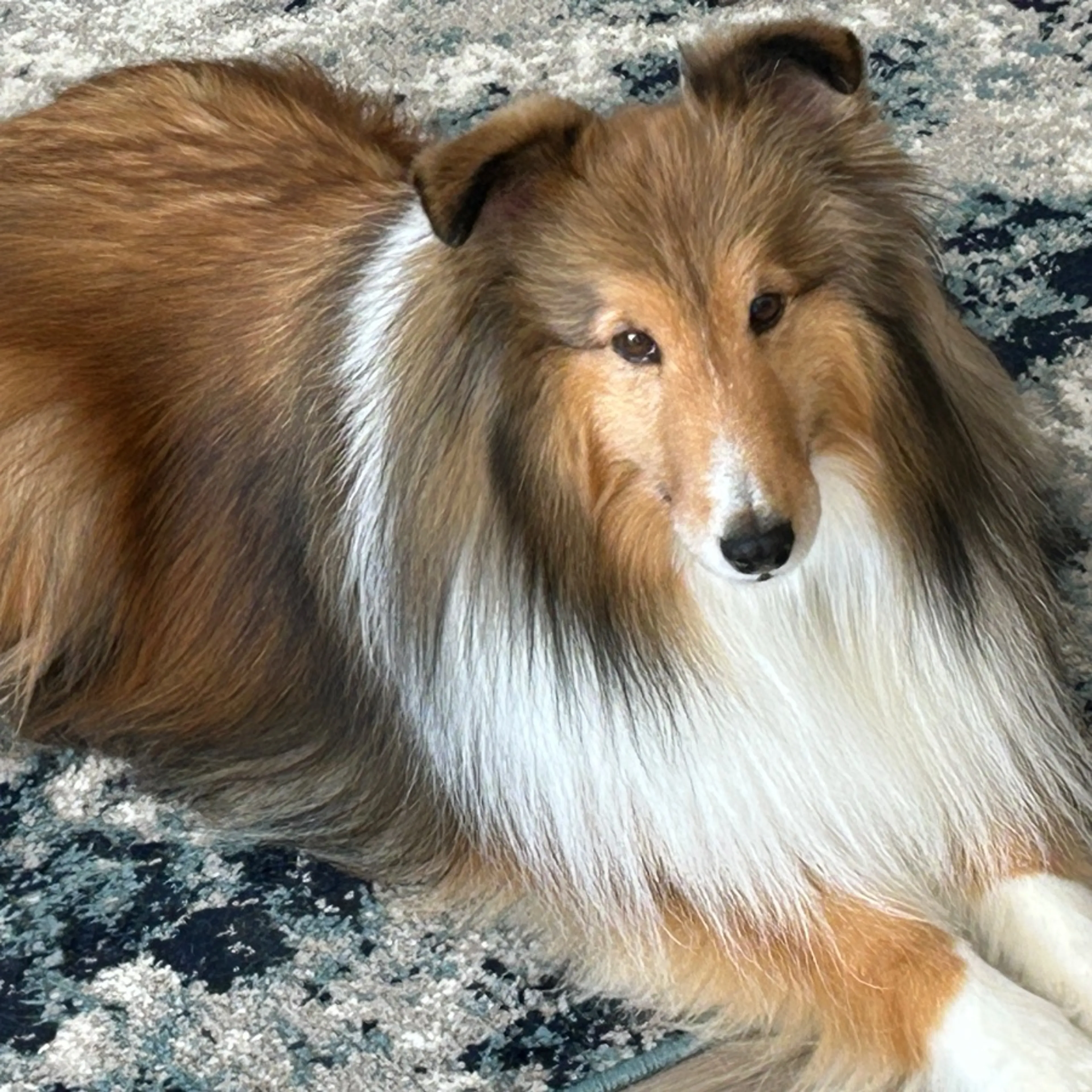 Lost pet