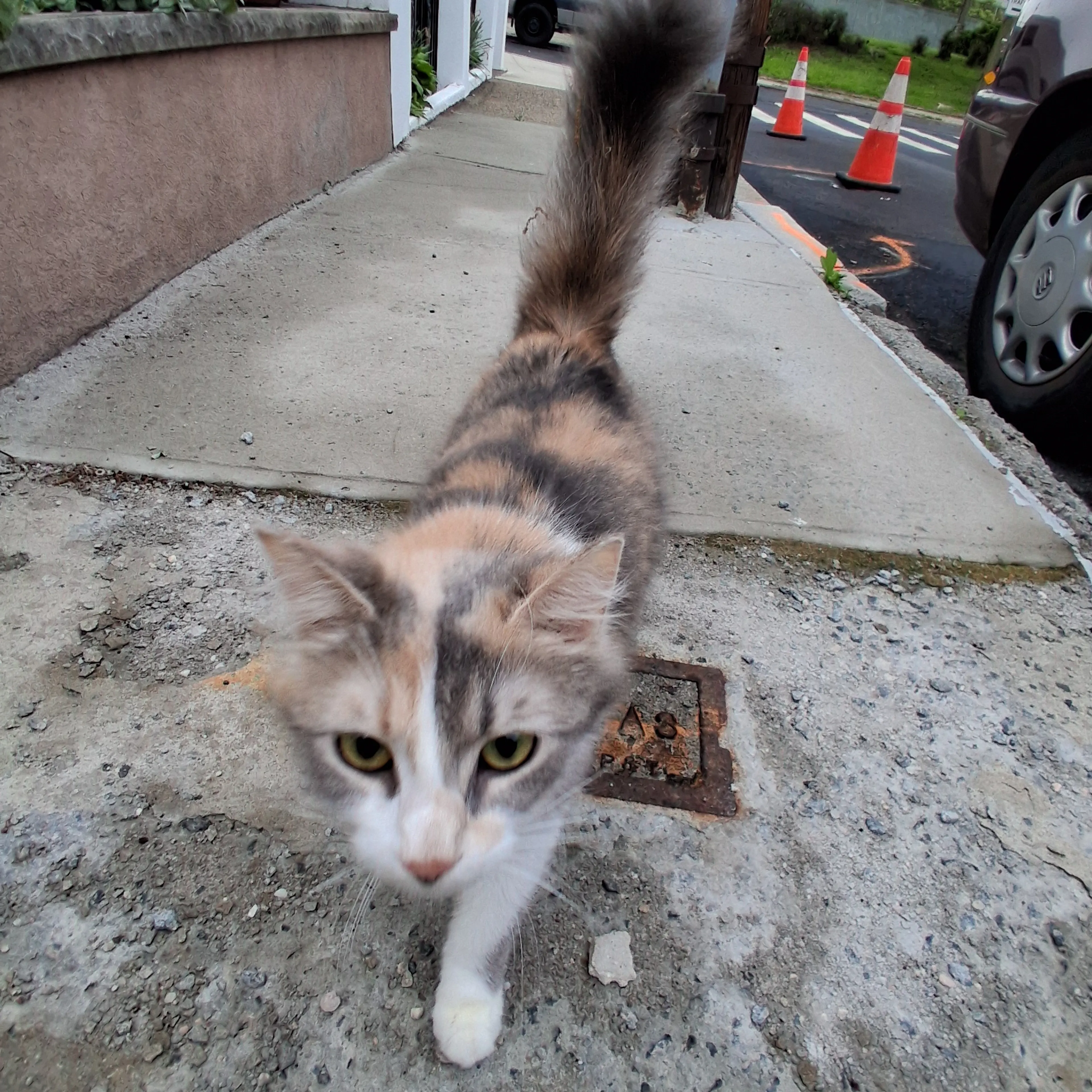 Found pet-1