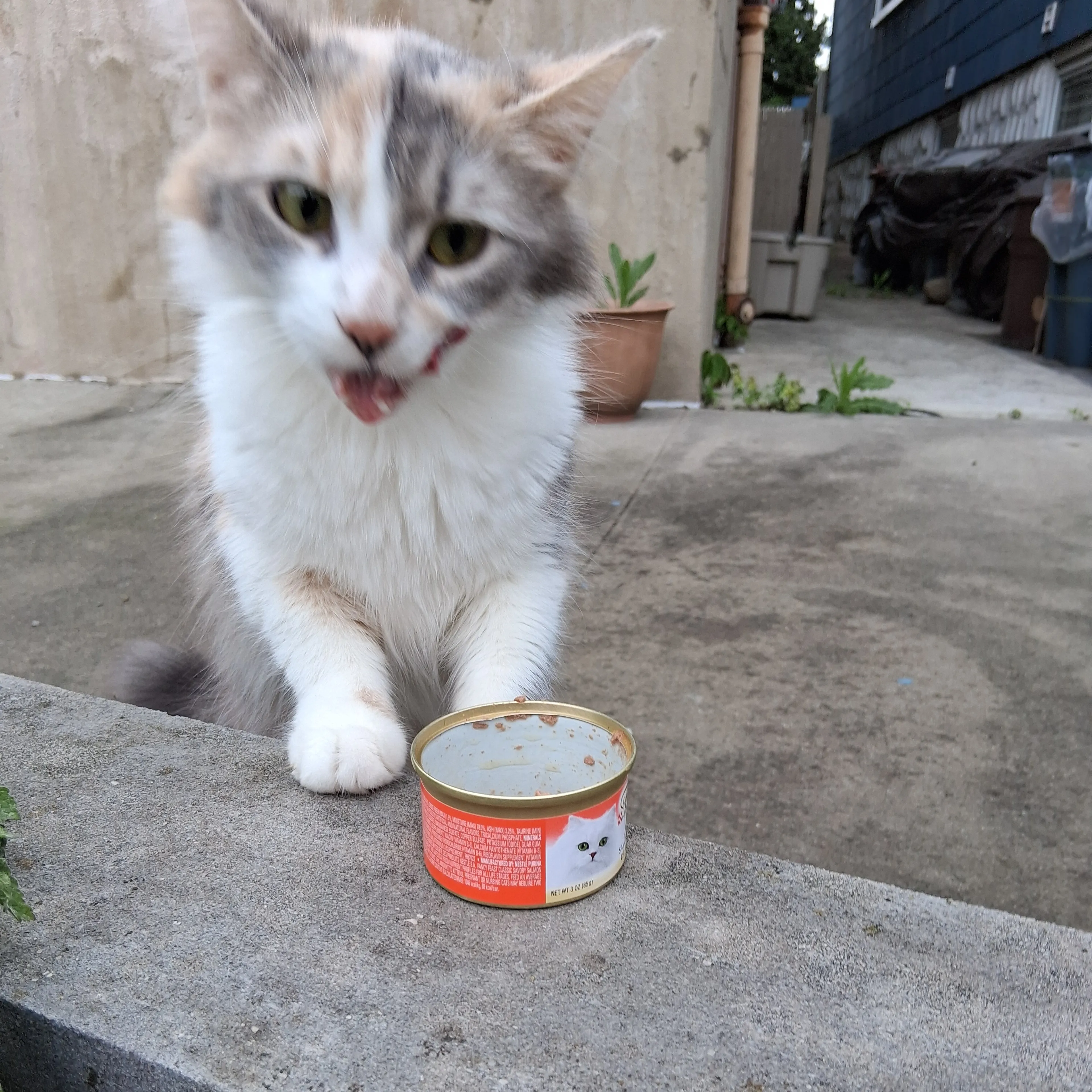 Found pet-2