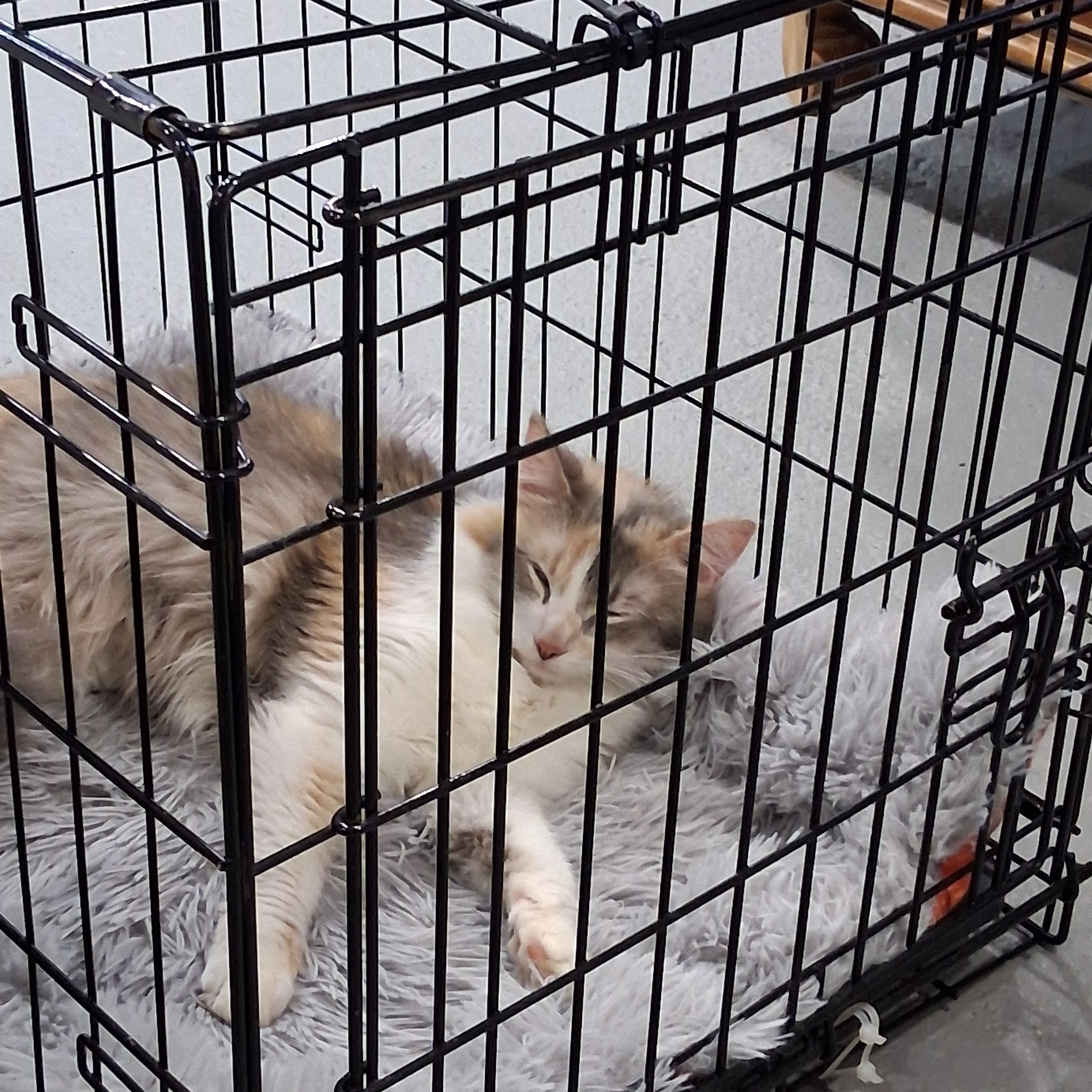 Found pet-3