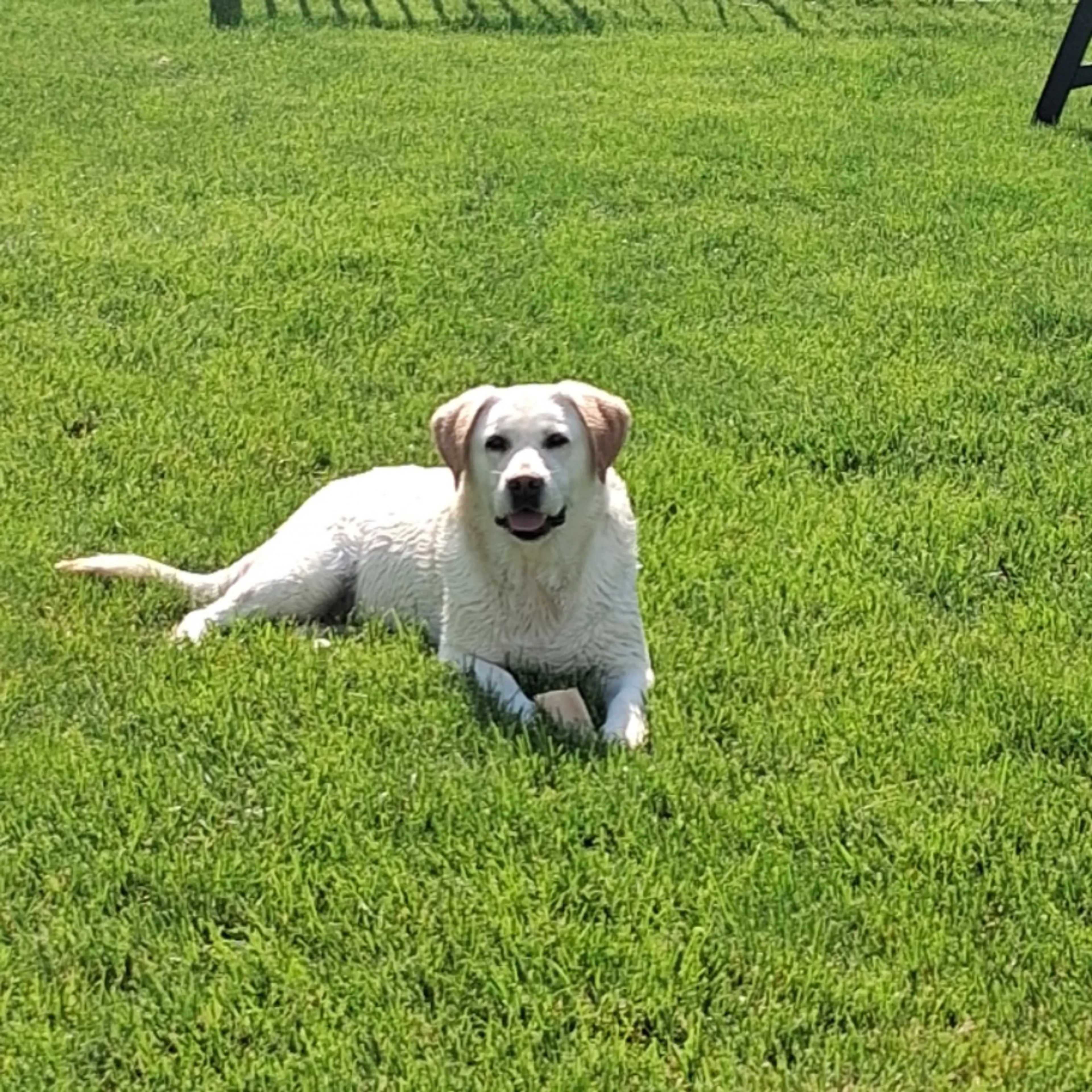 Lost pet