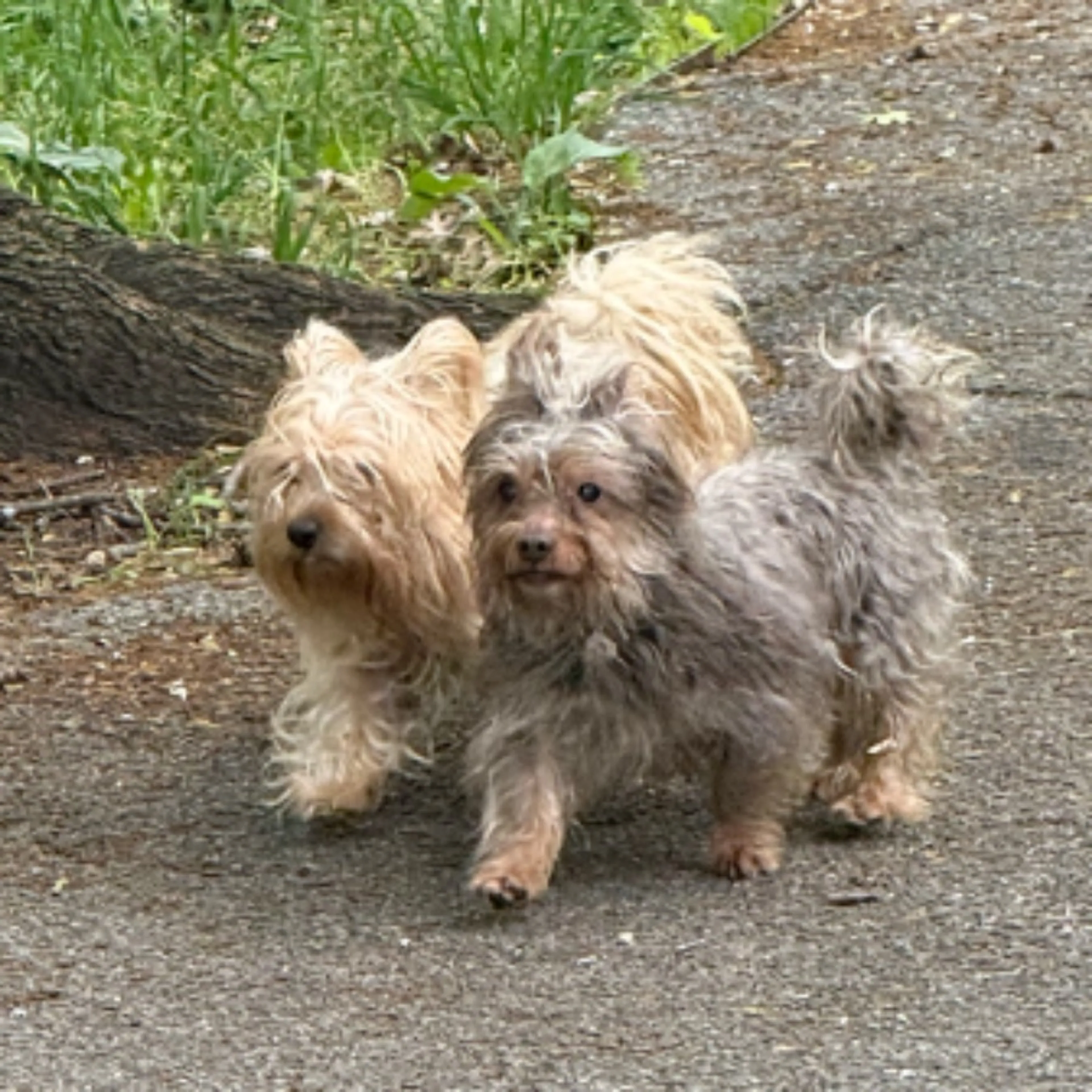 Found pet