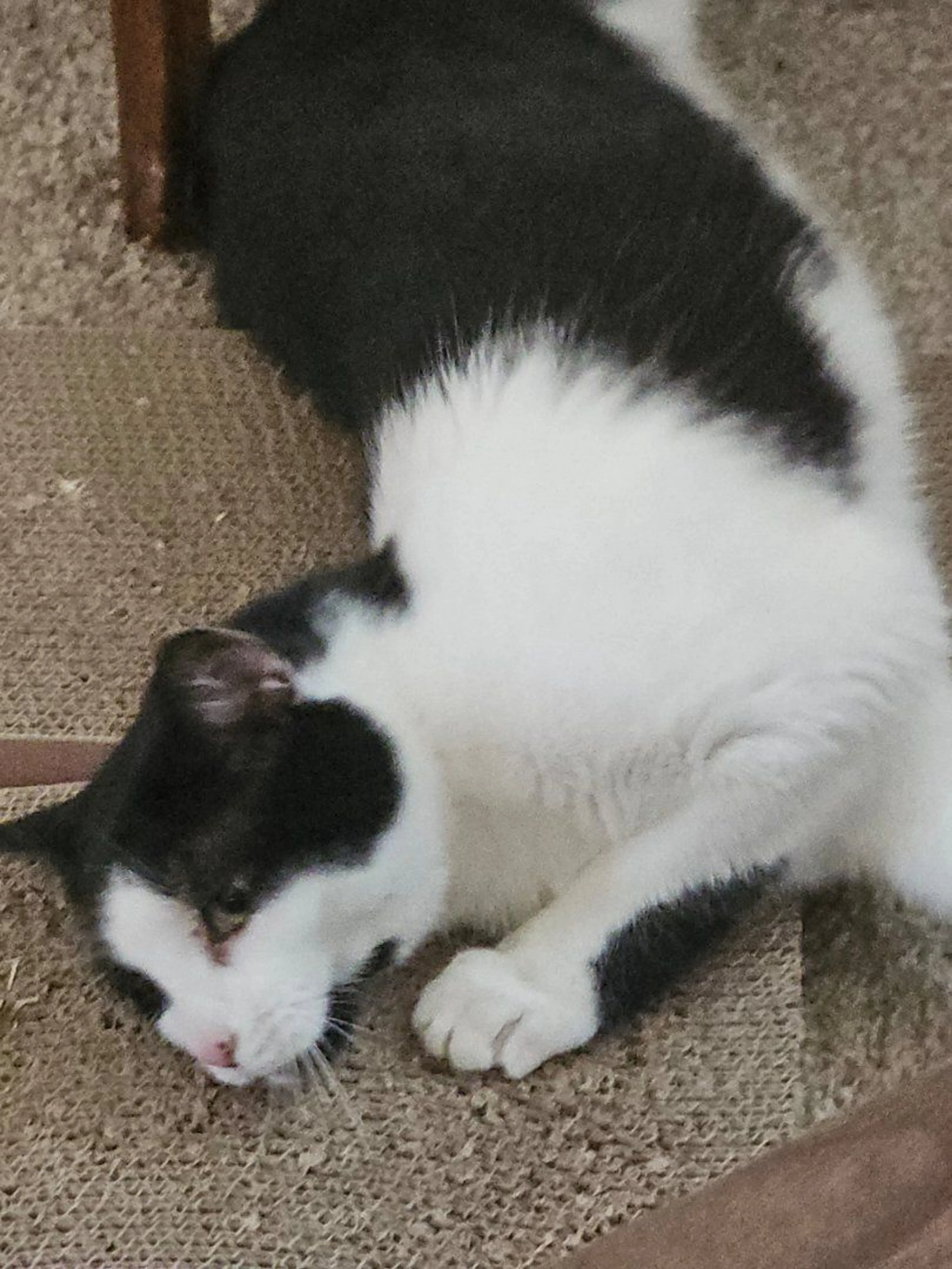 Lost pet
