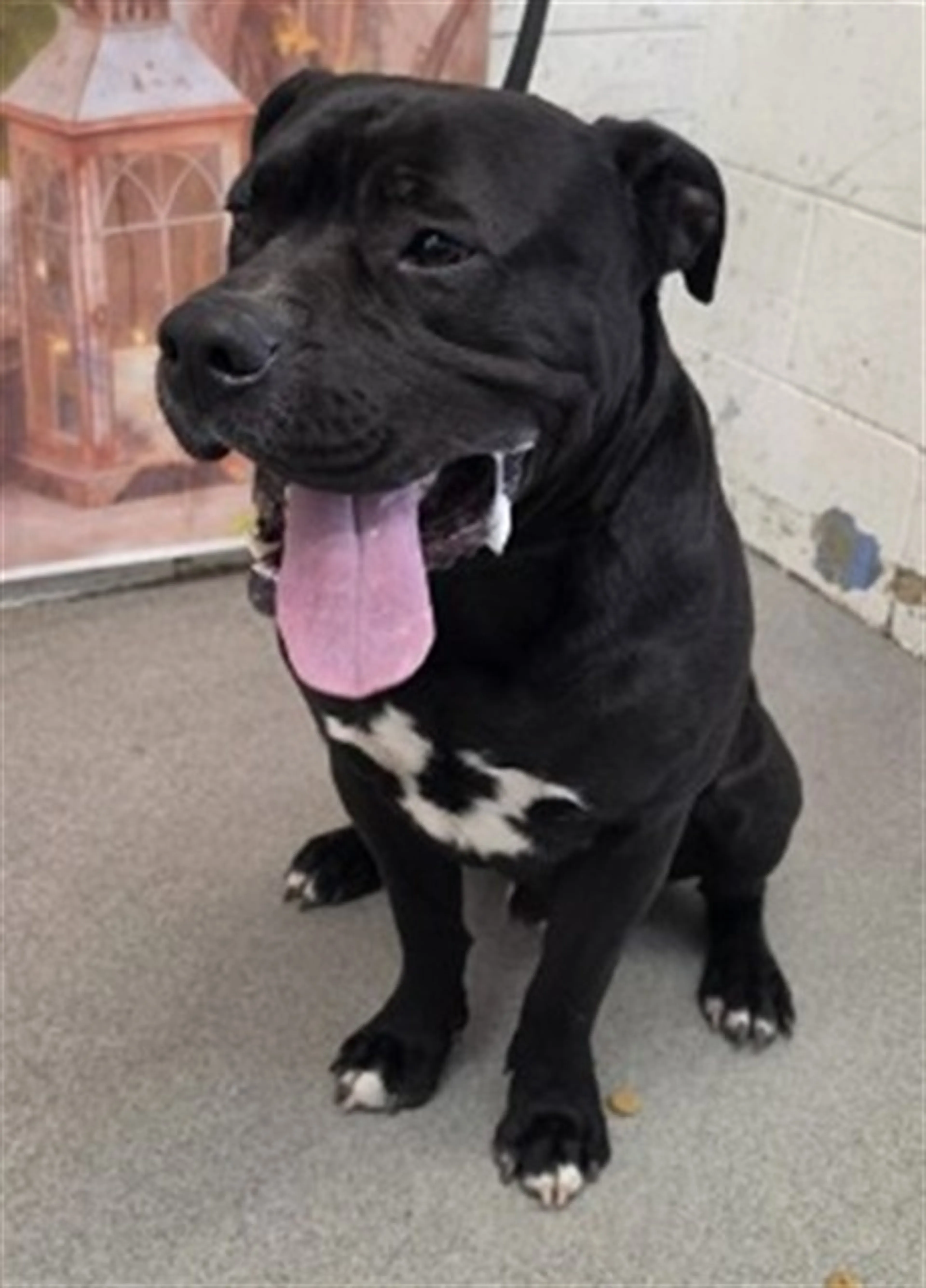 Found pet