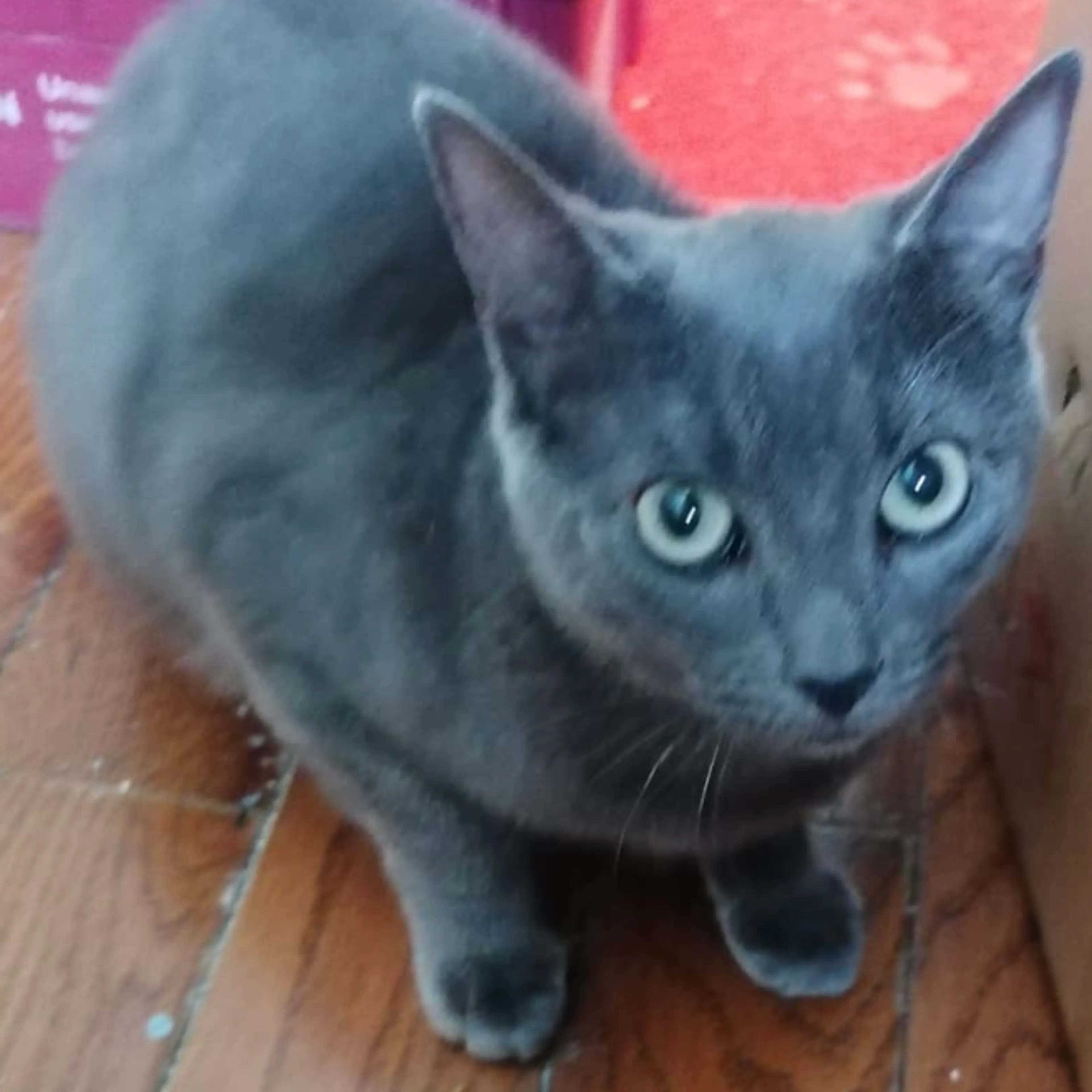 Found pet