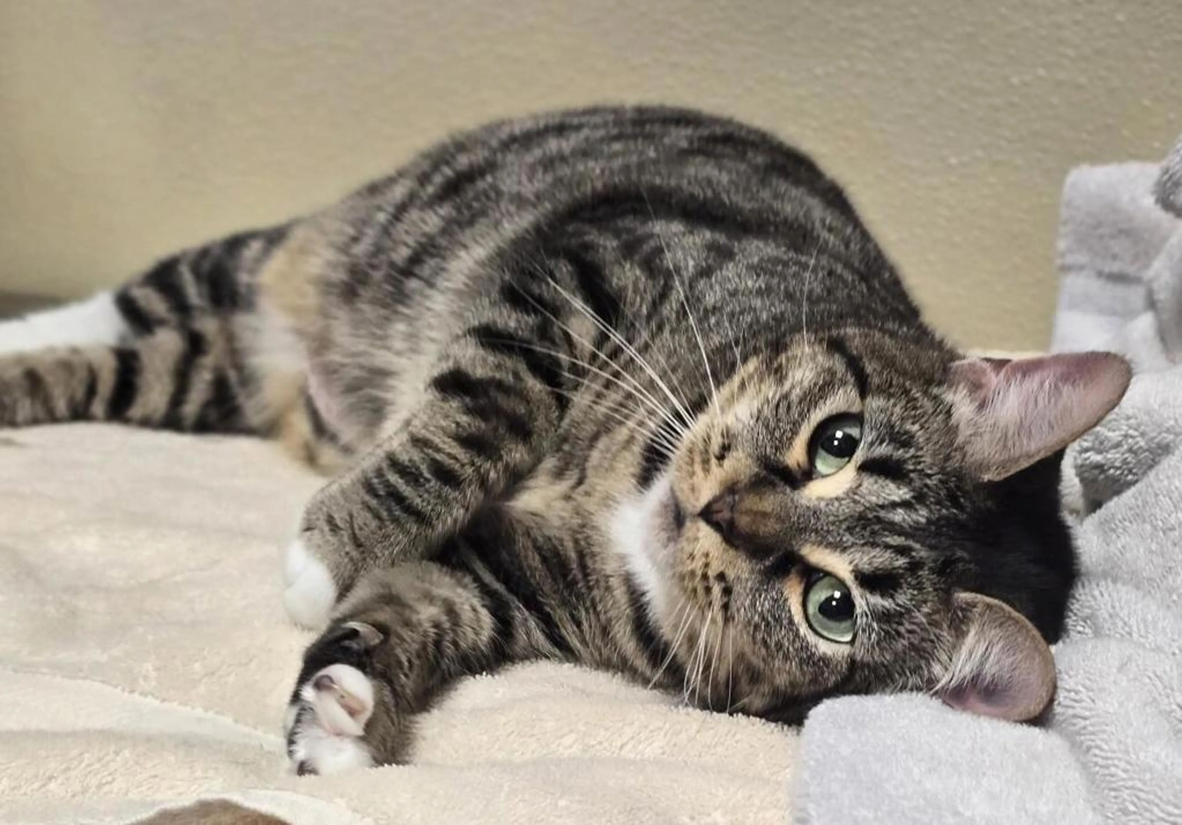 Found pet-4