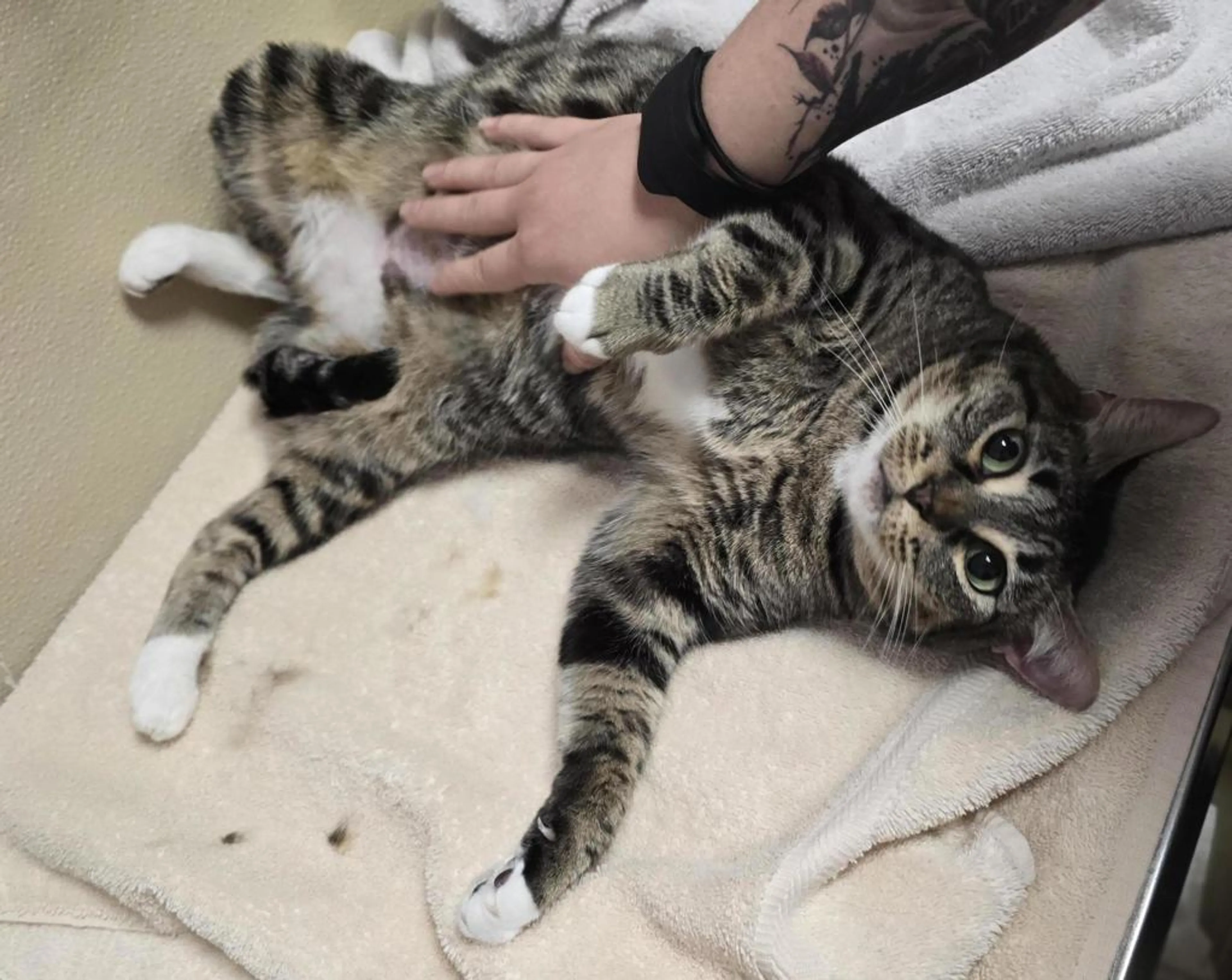 Found pet-5