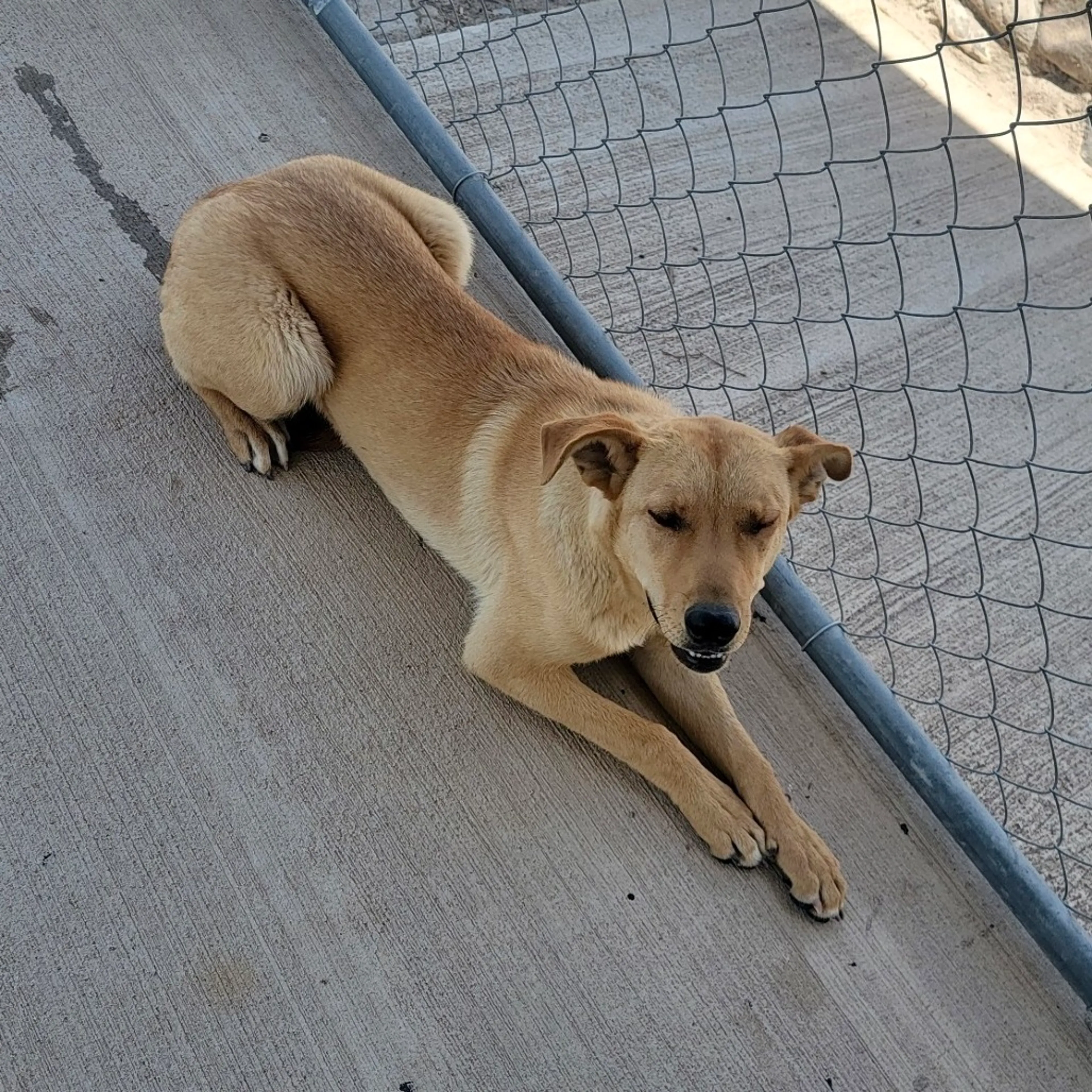 Found pet