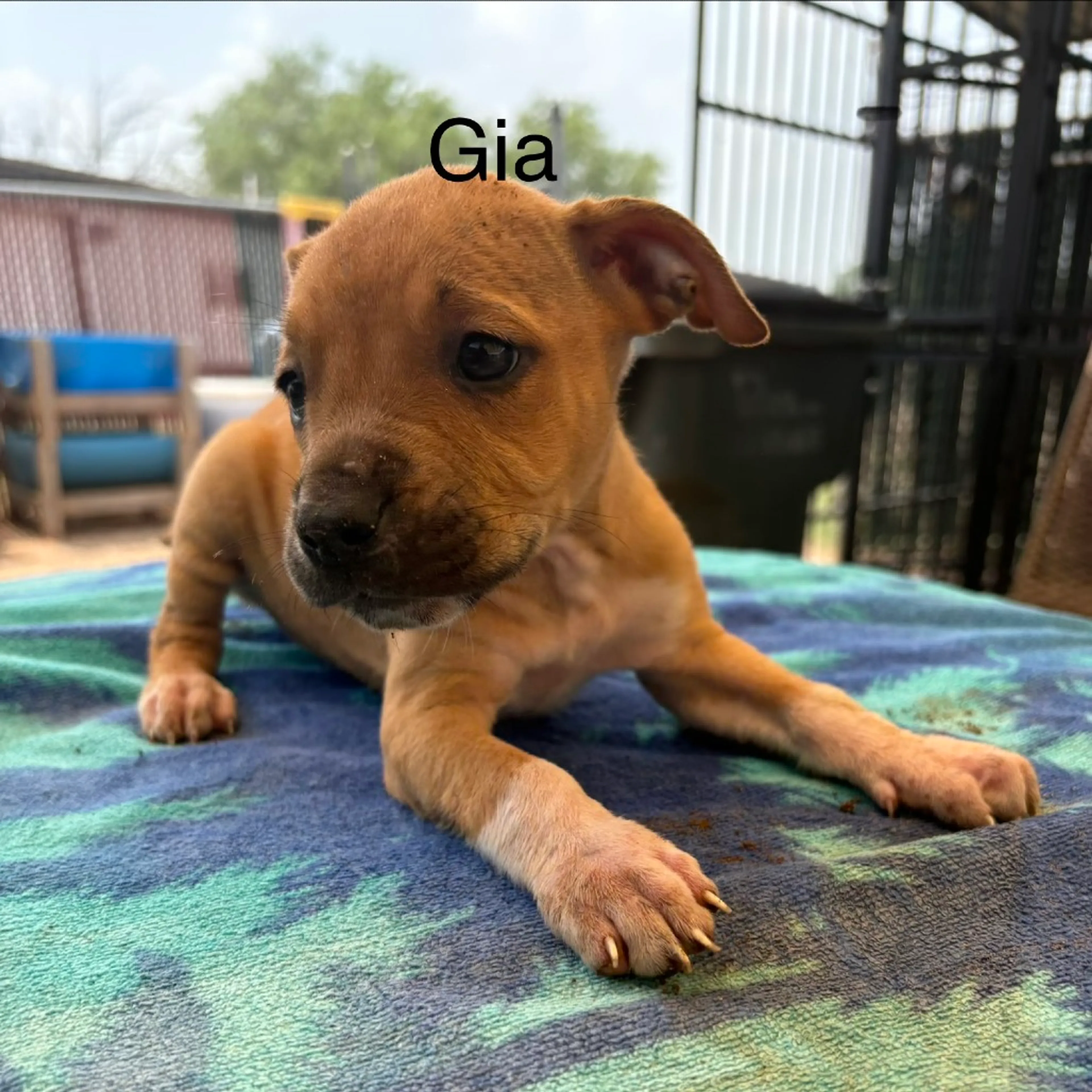 Found pet