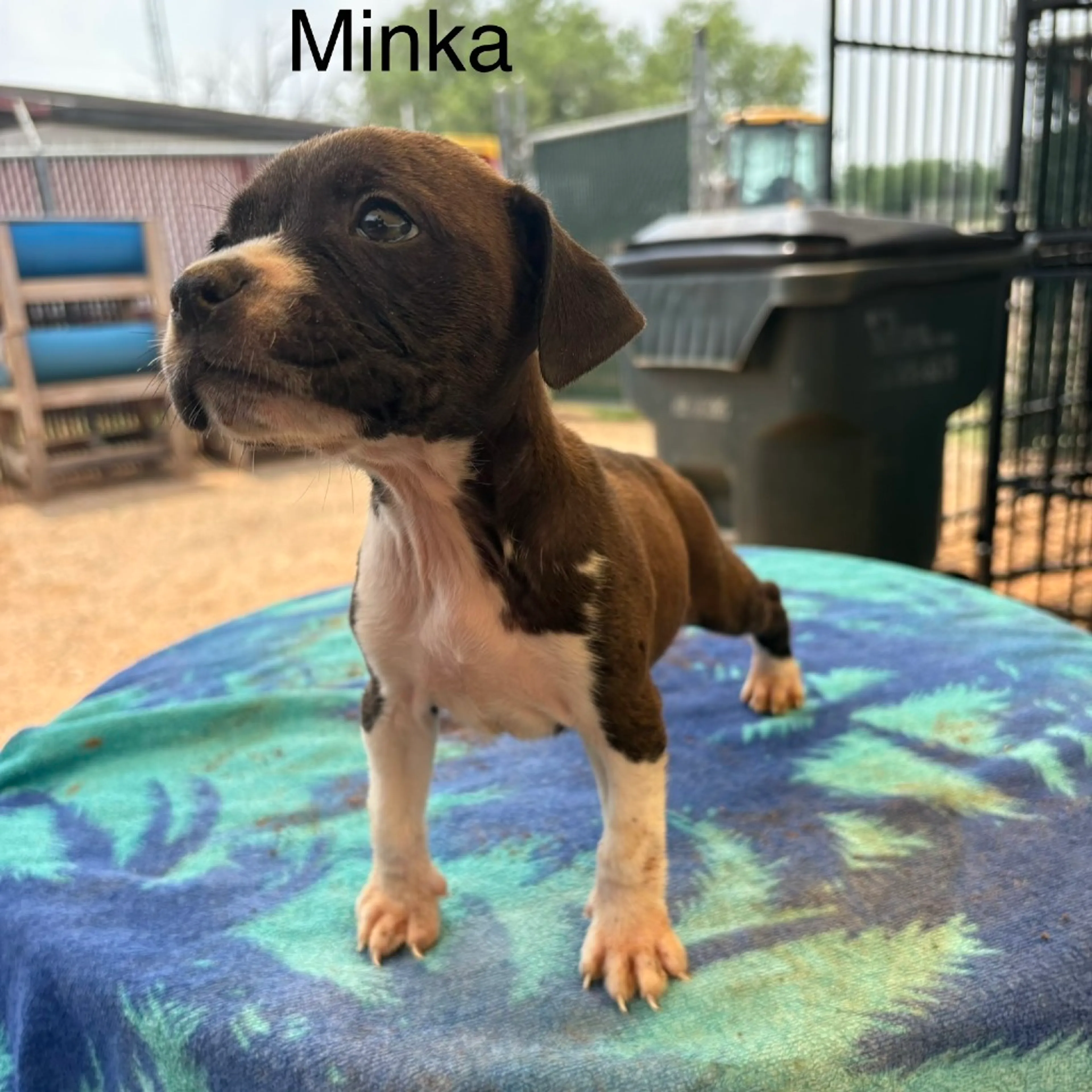 Found pet