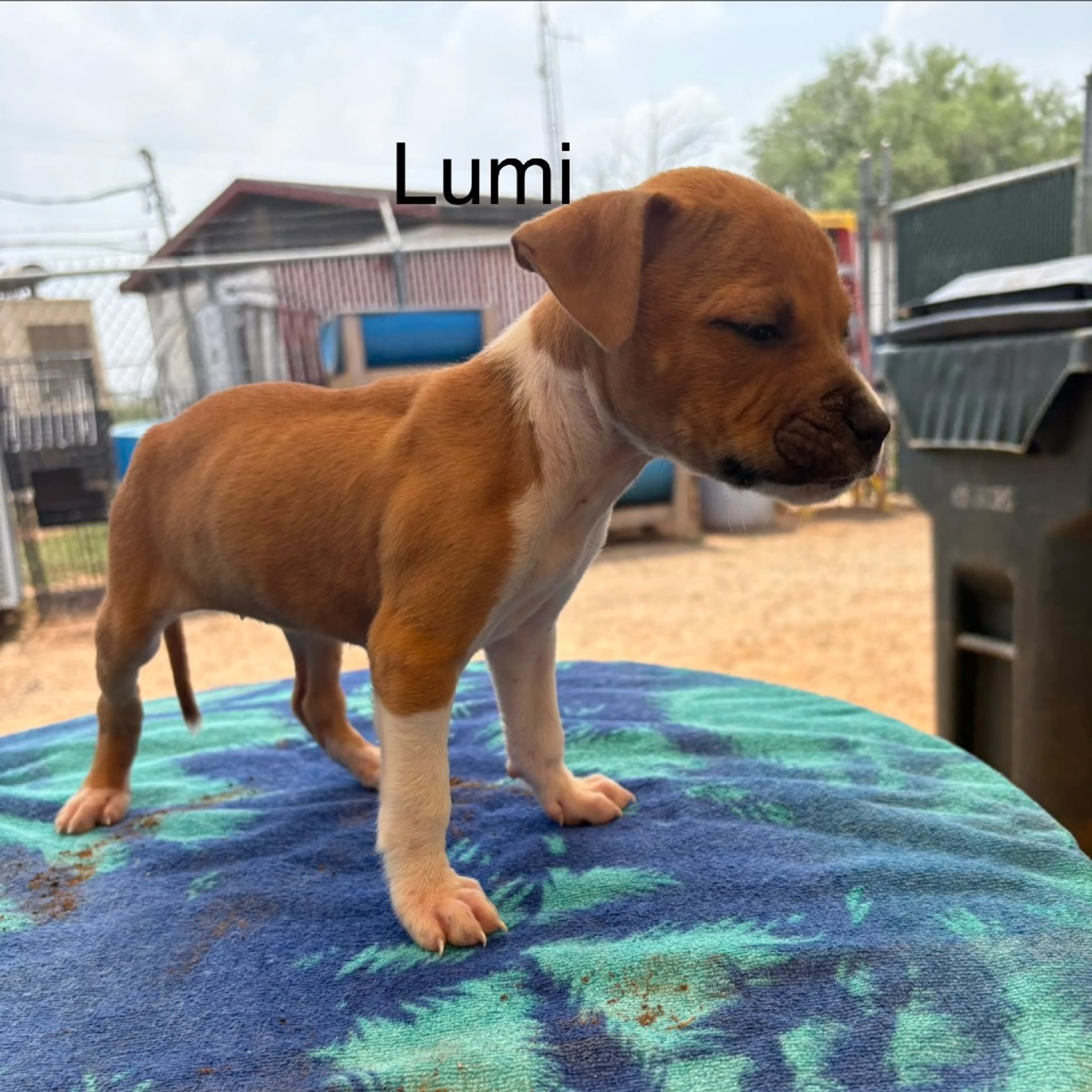 Found pet
