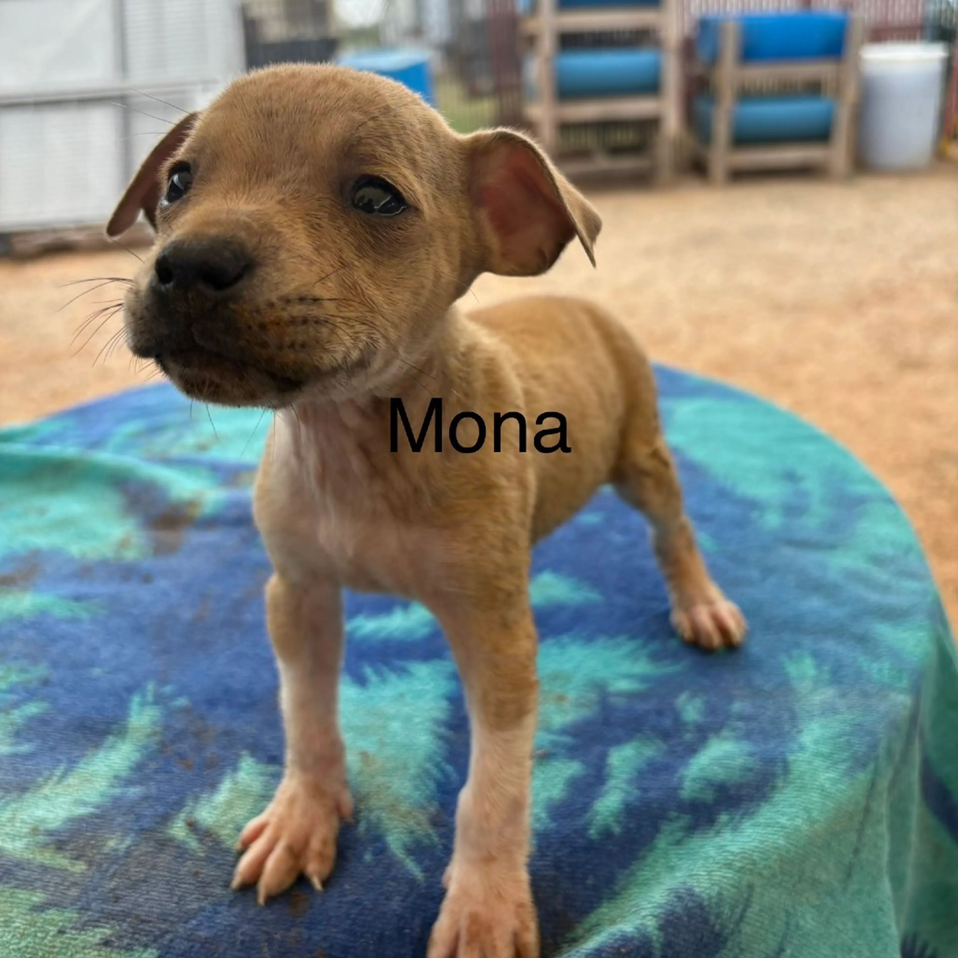 Found pet