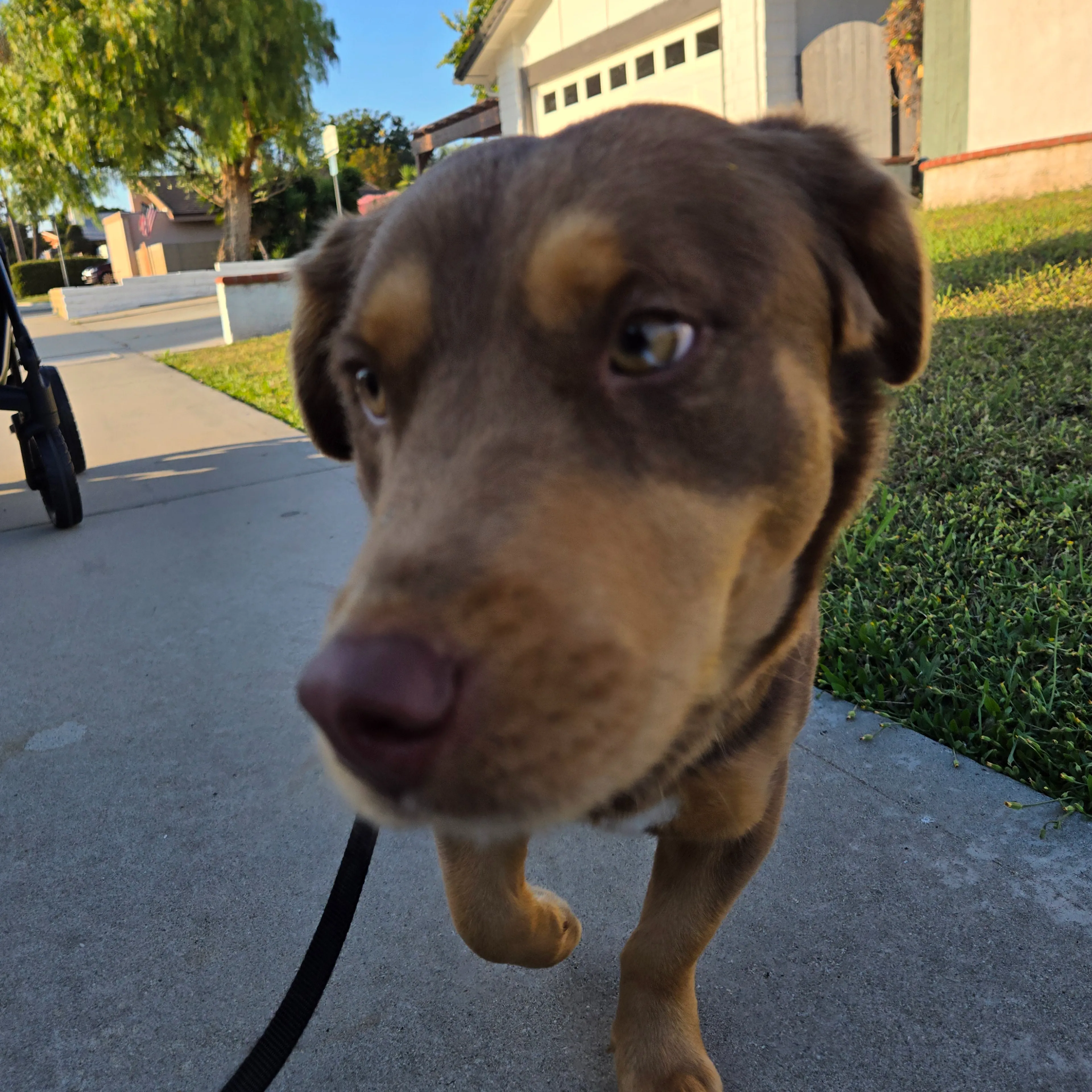 Found pet-2