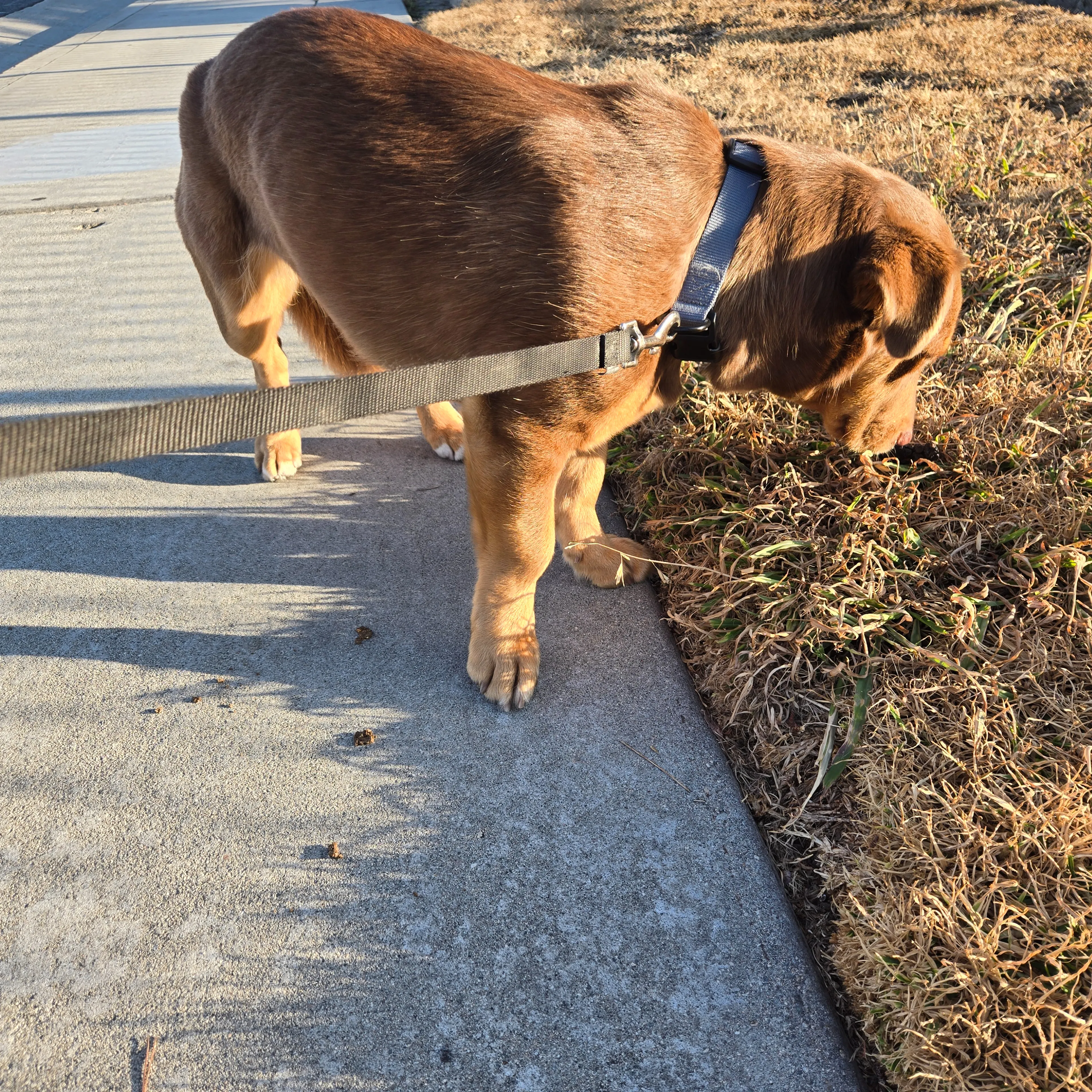 Found pet-1
