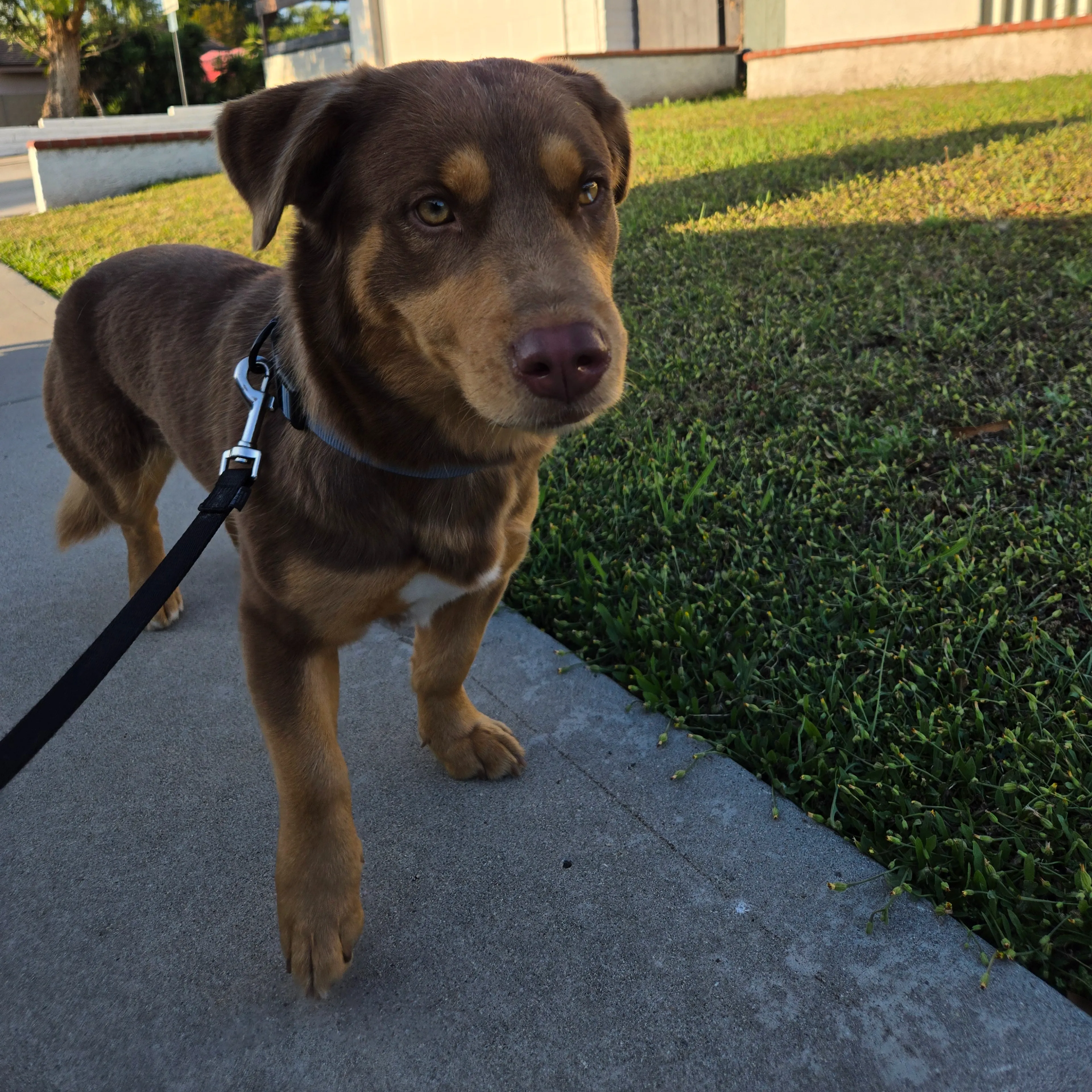 Found pet-3