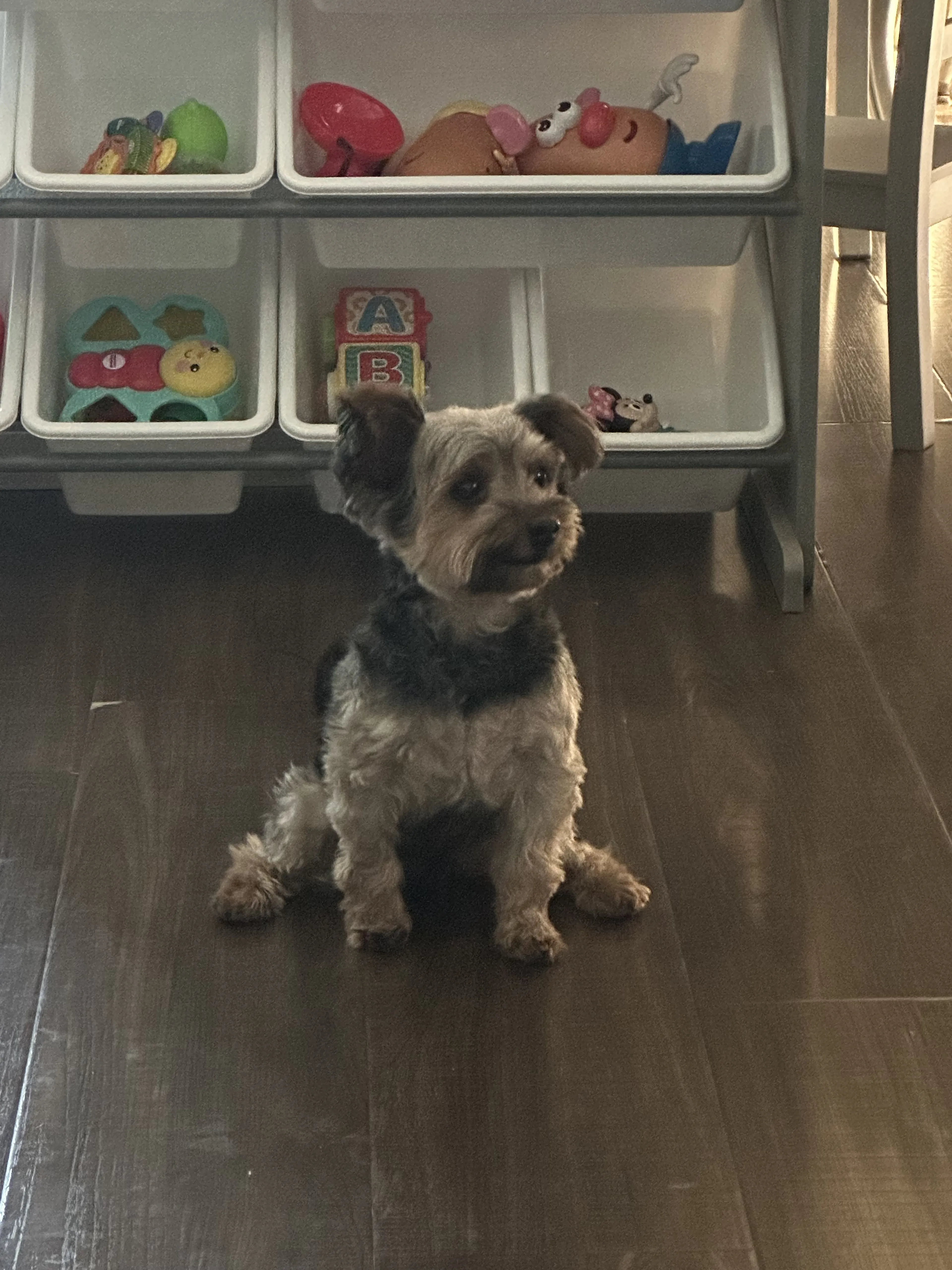Lost pet-2