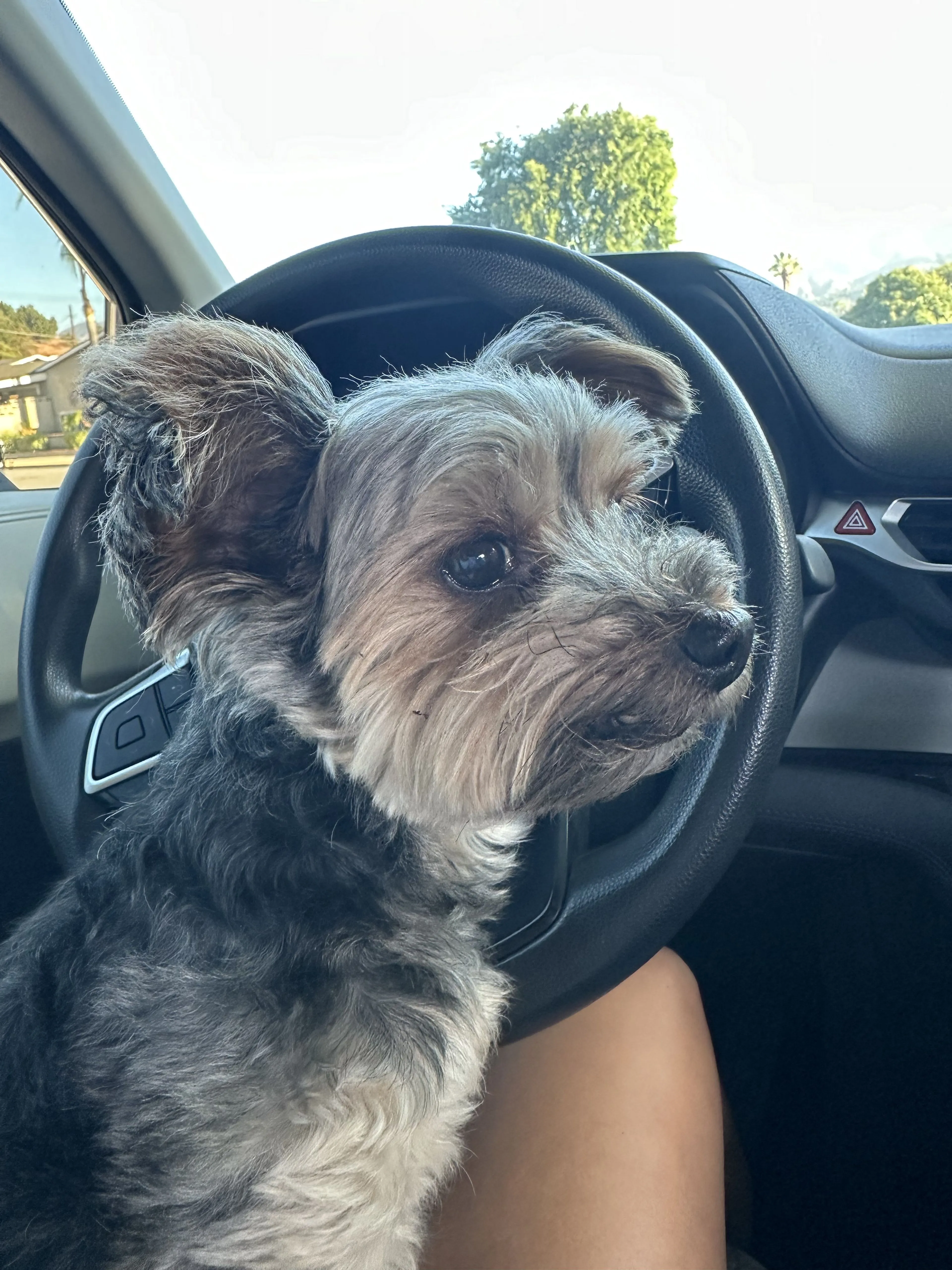 Lost pet-1