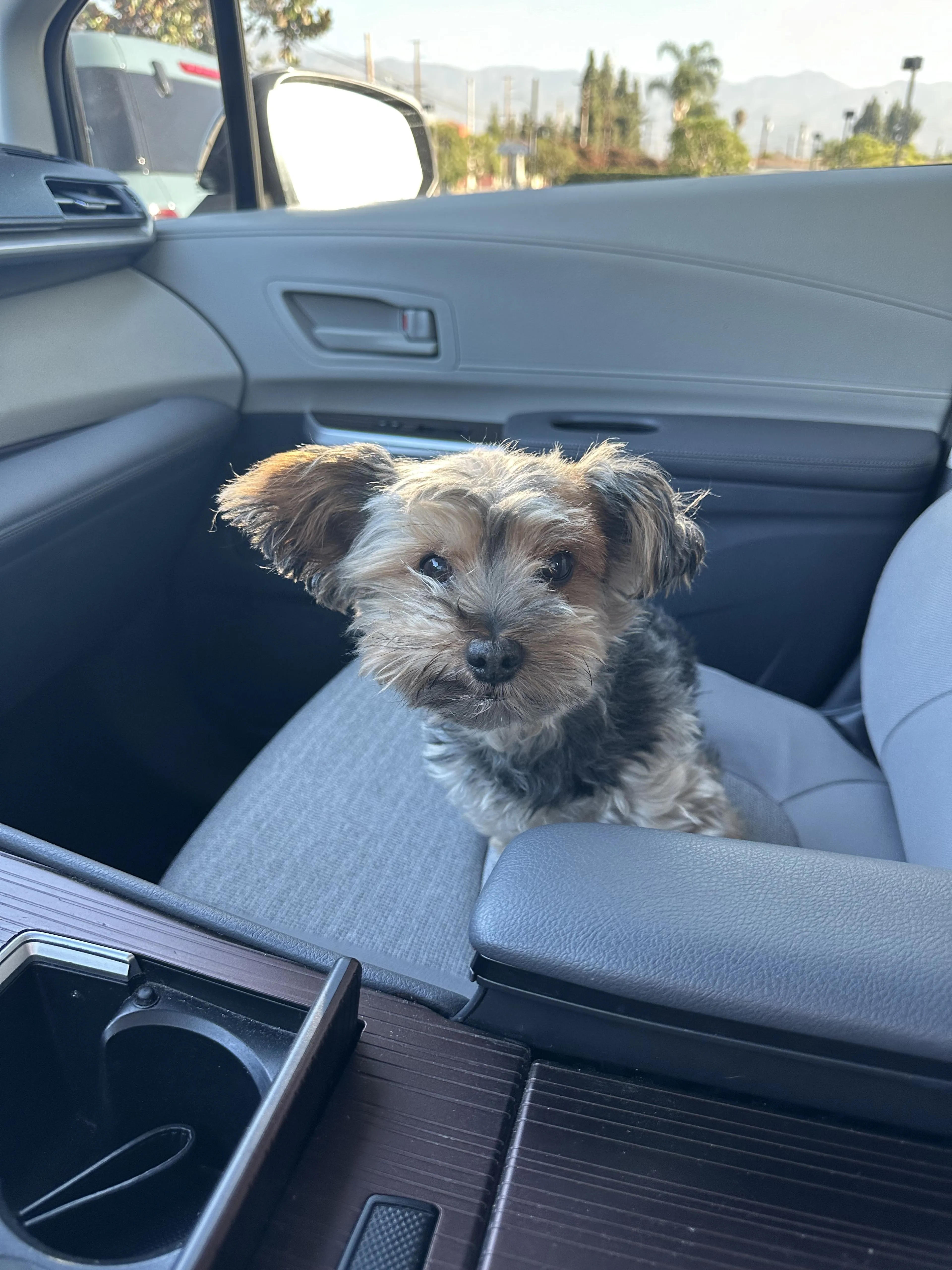 Lost pet-0