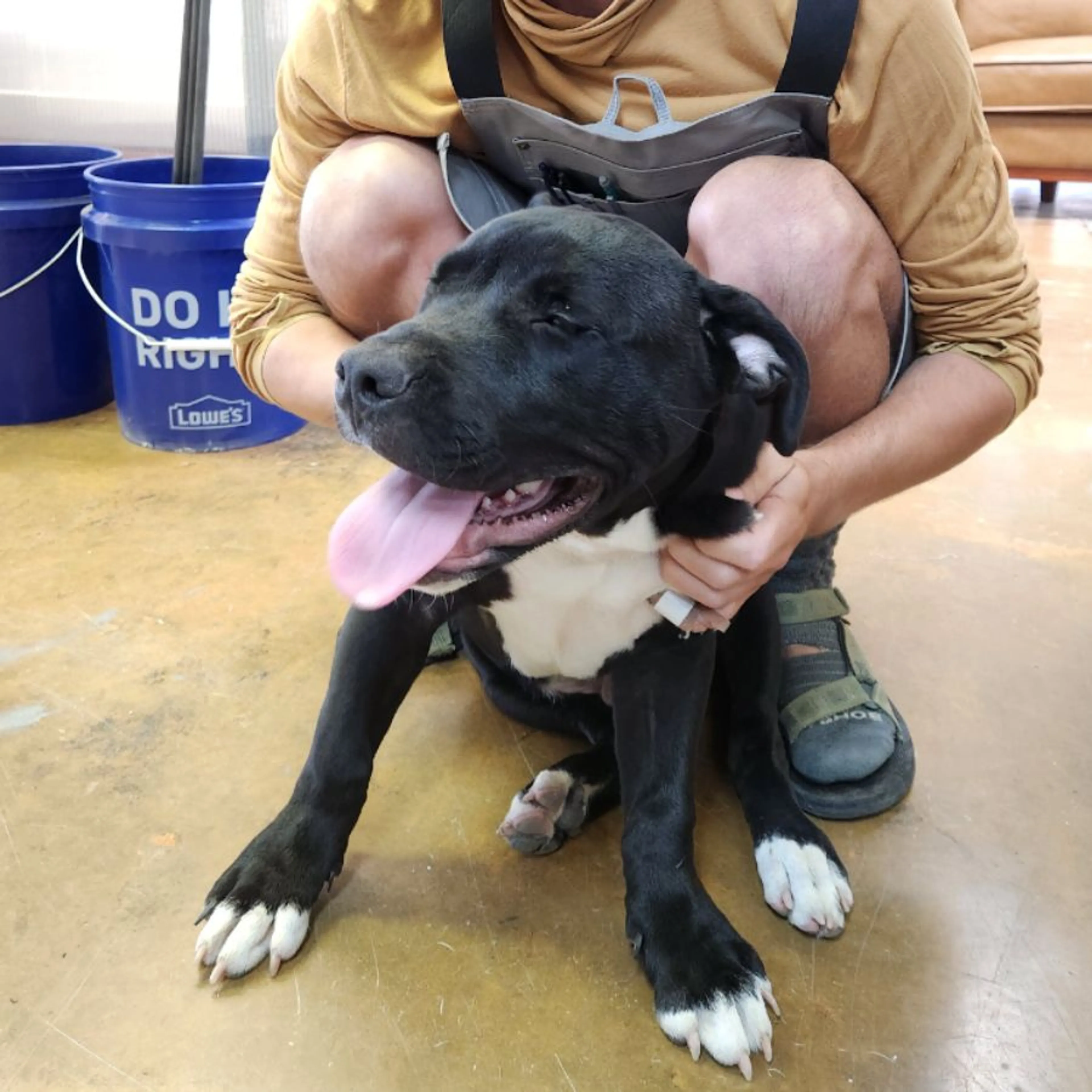 Found pet
