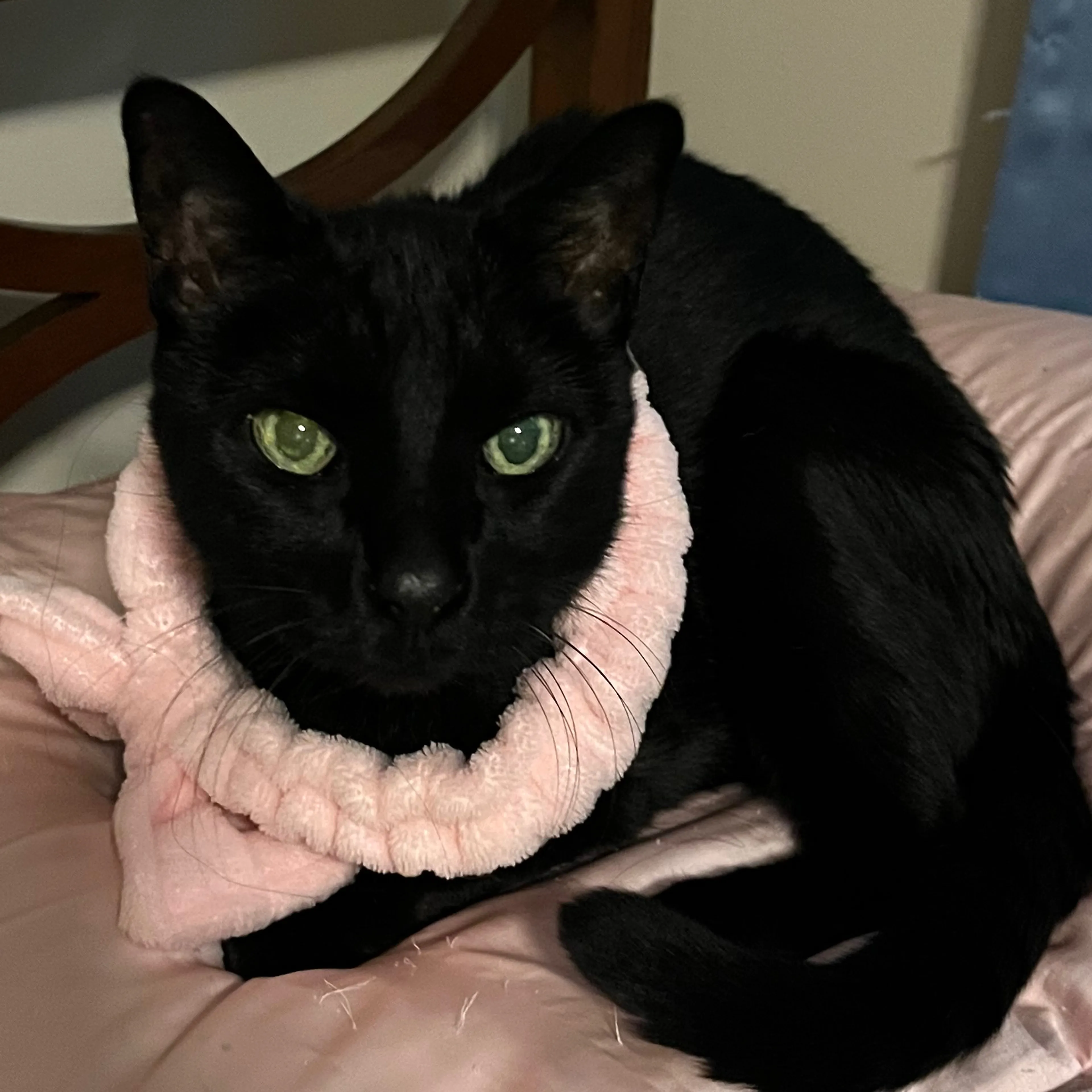 Lost pet-2