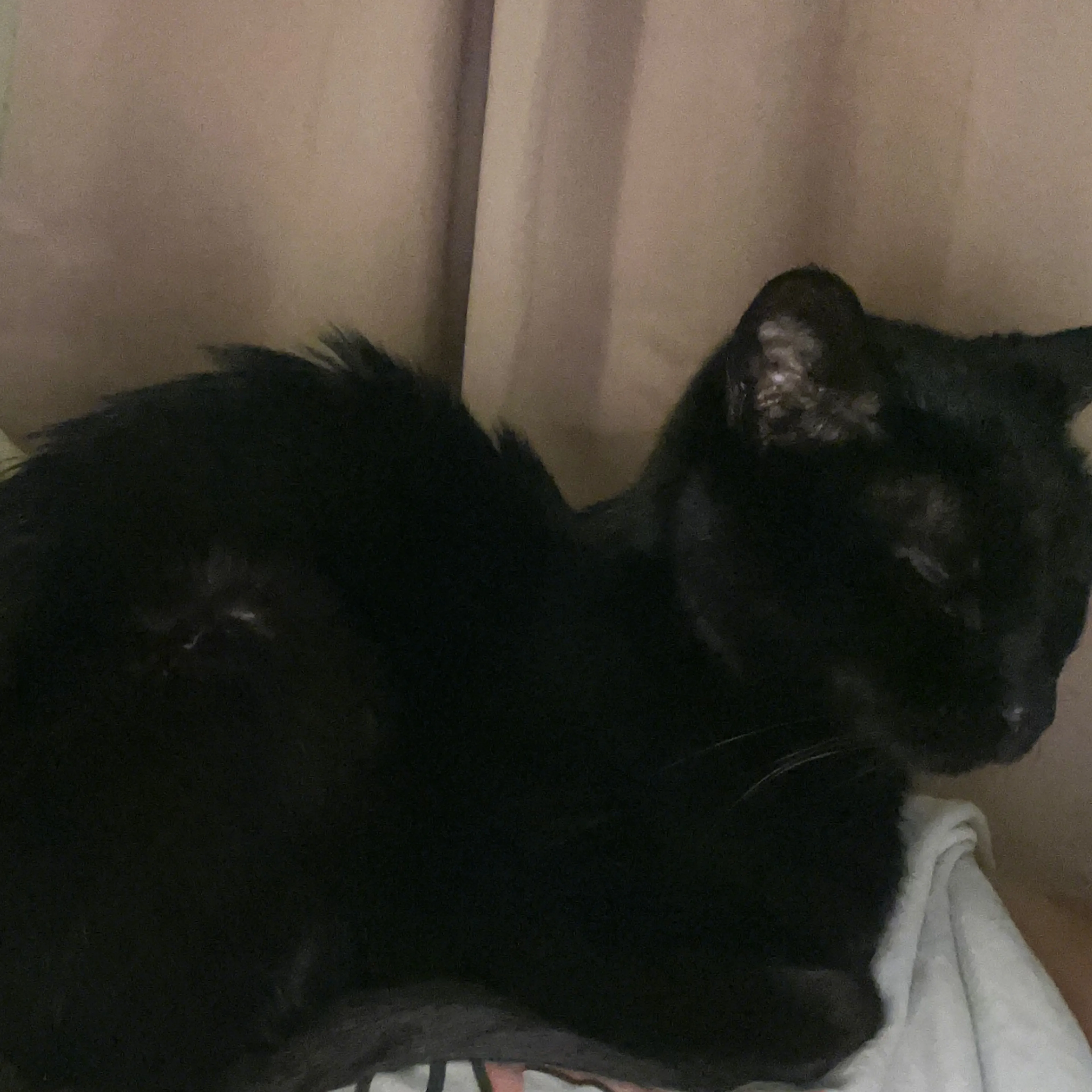 Lost pet-1