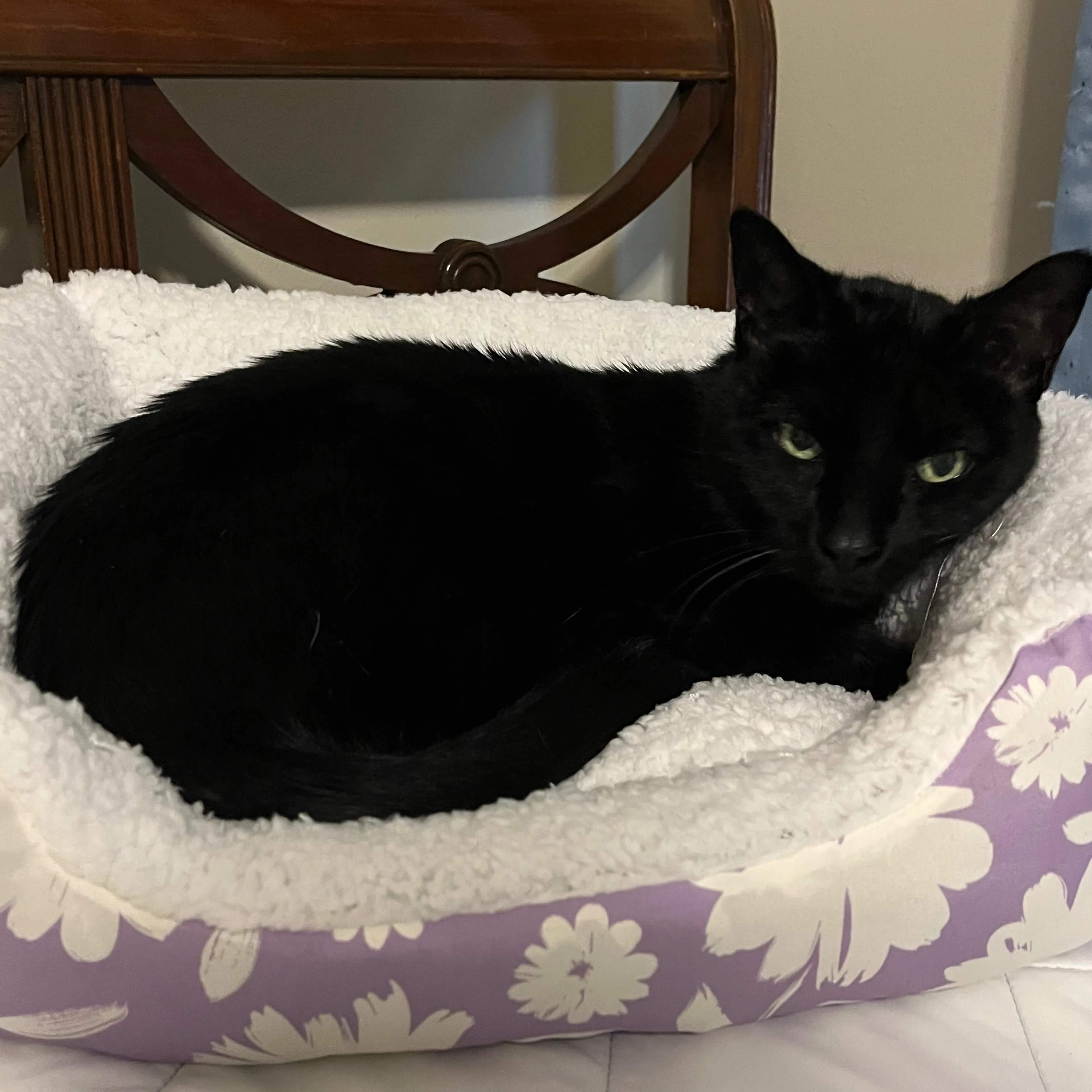 Lost pet-3