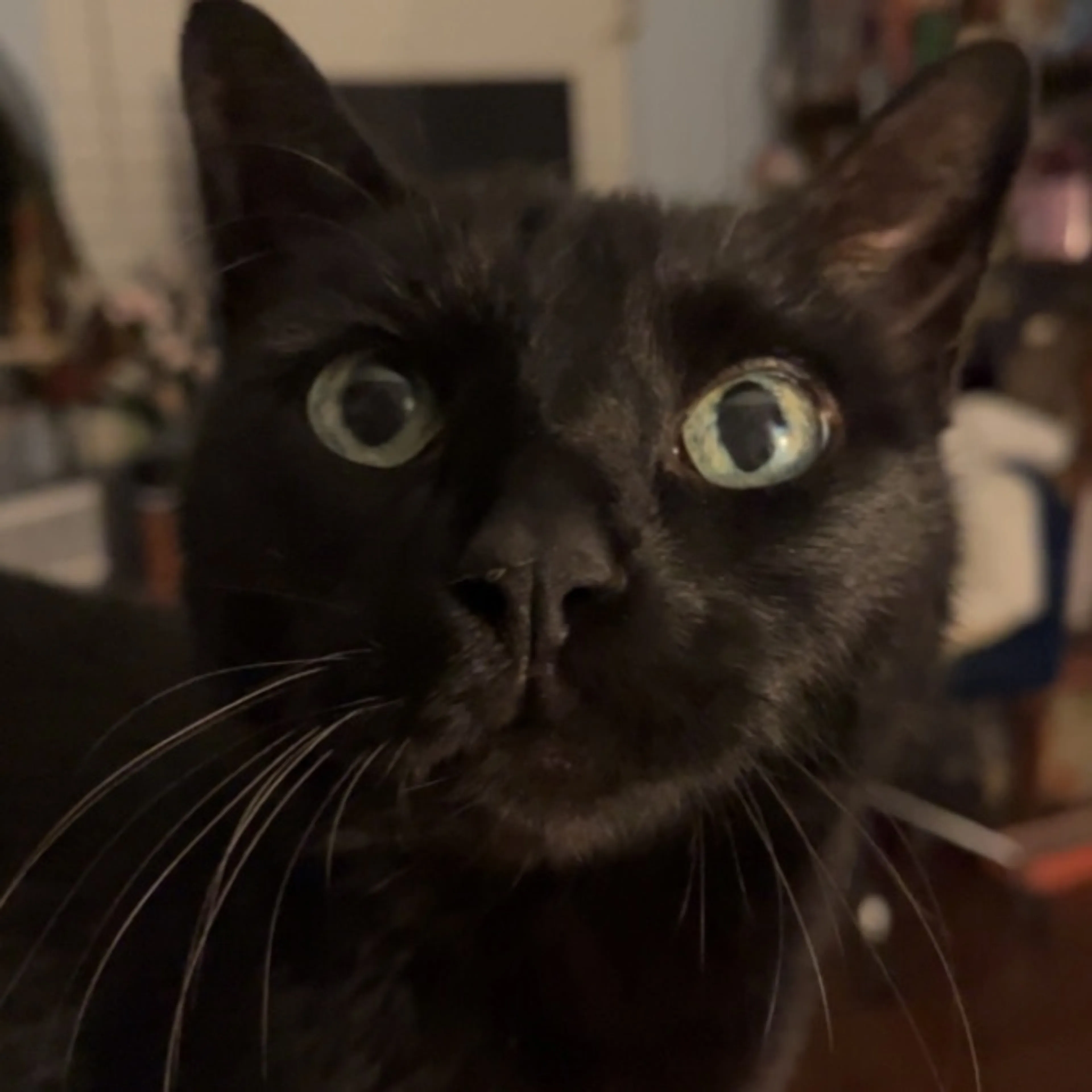 Lost pet-0