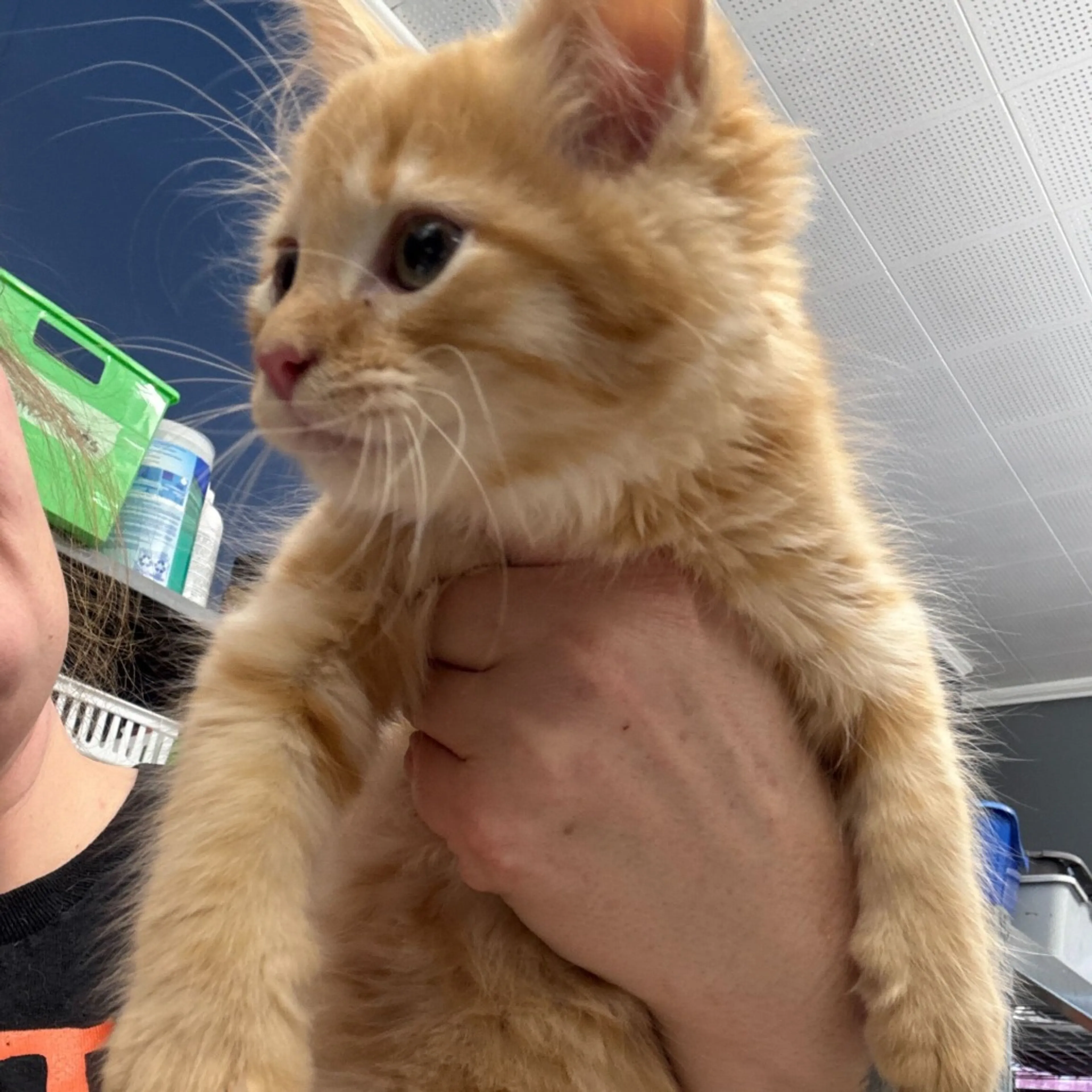 Found pet