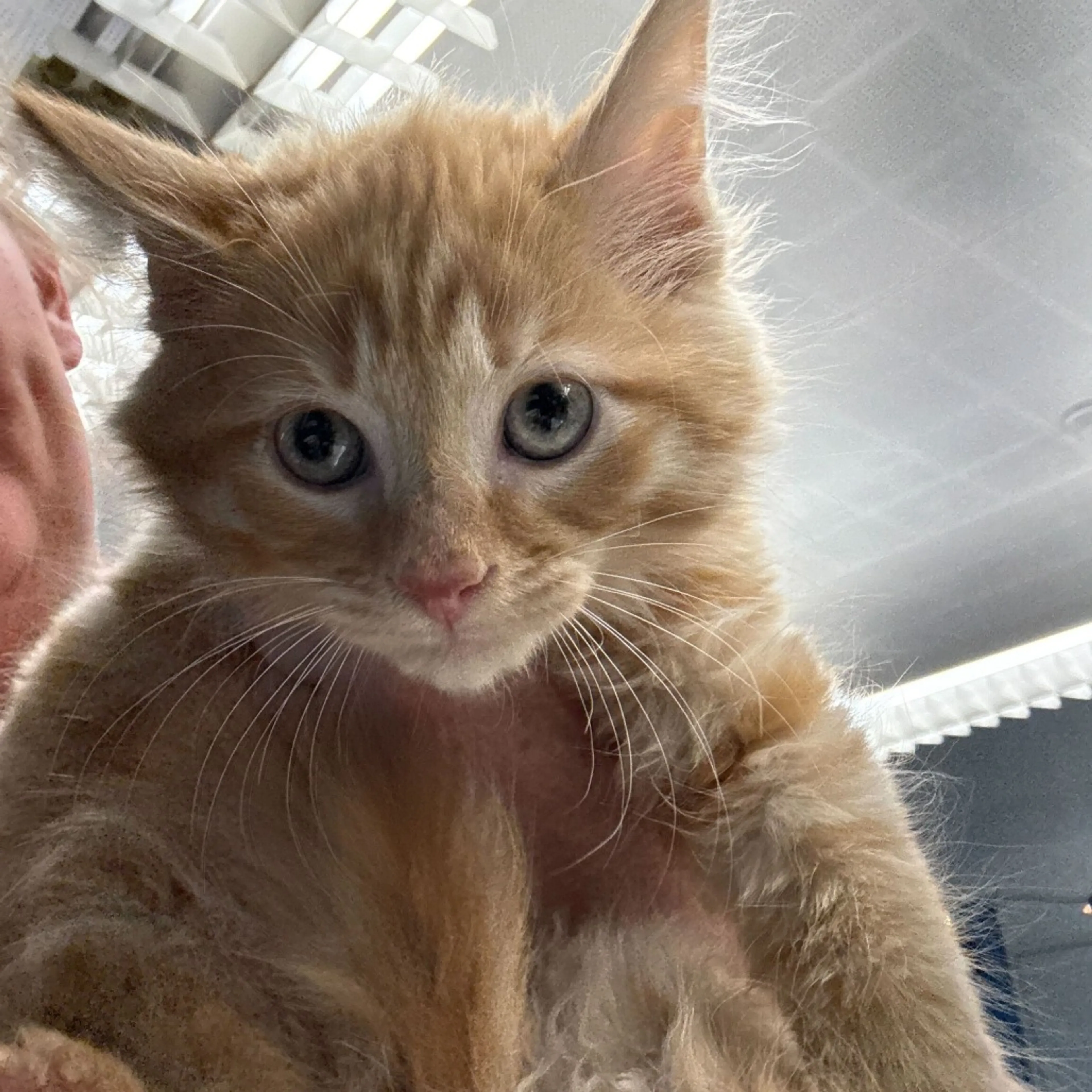 Found pet