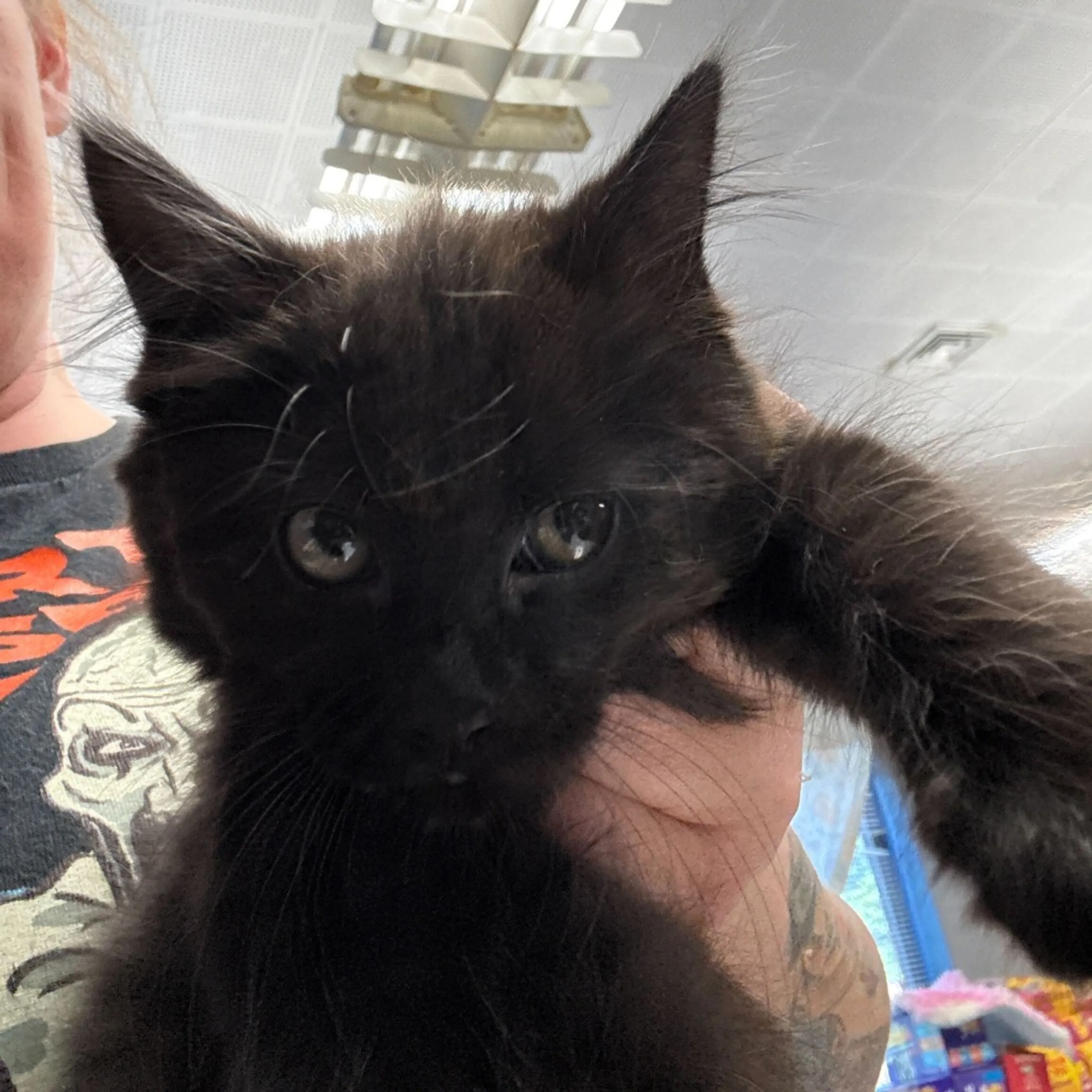 Found pet
