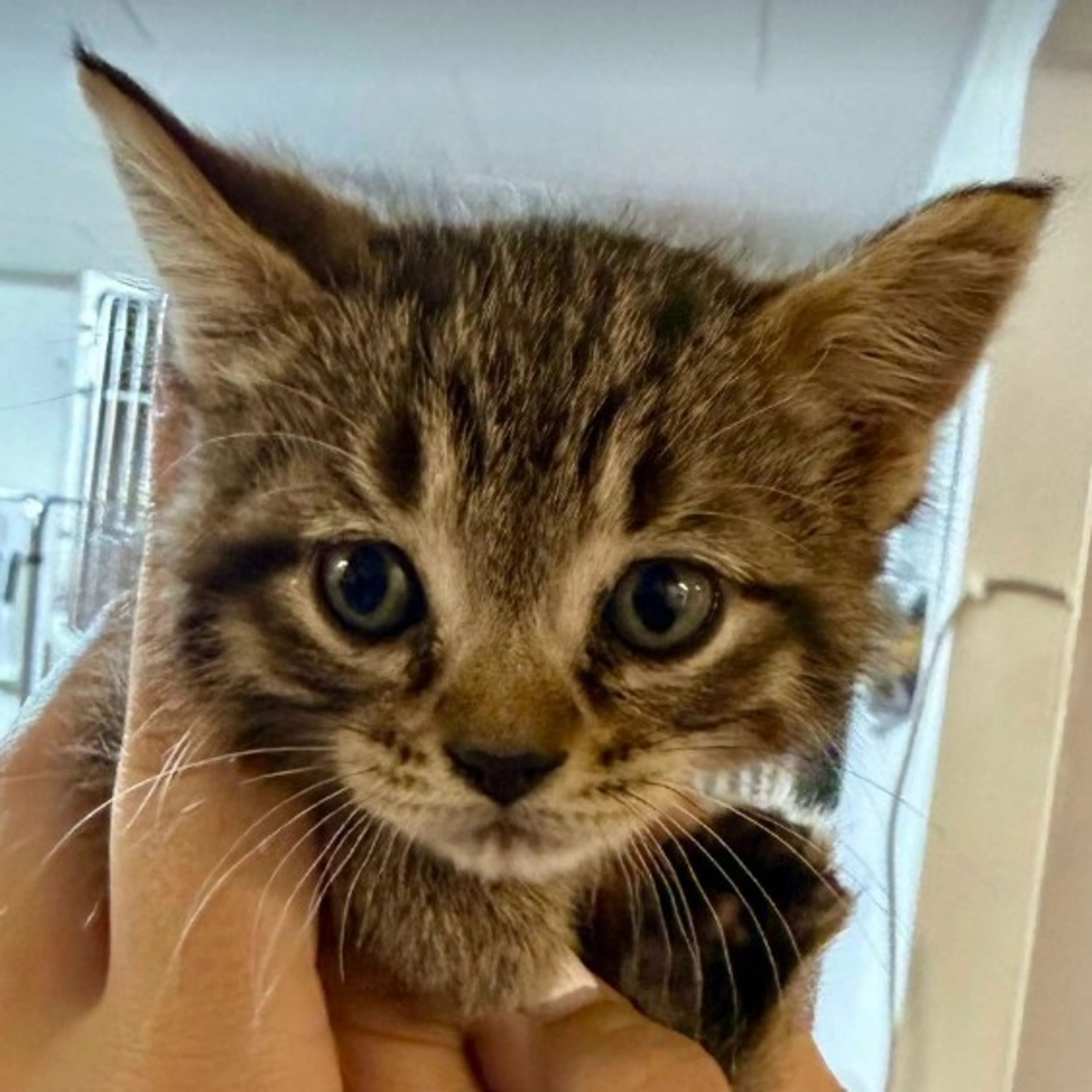 Found pet