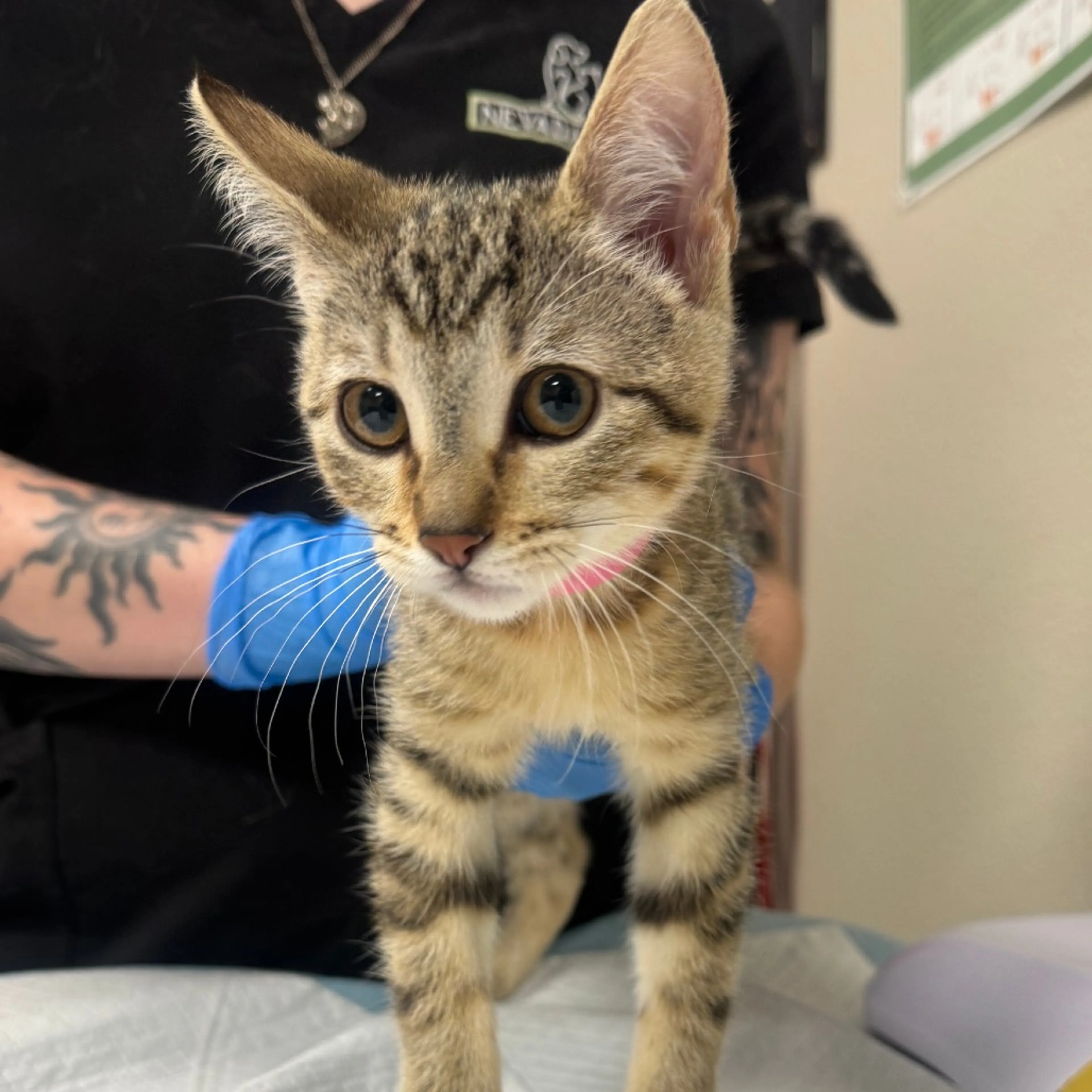 Found pet