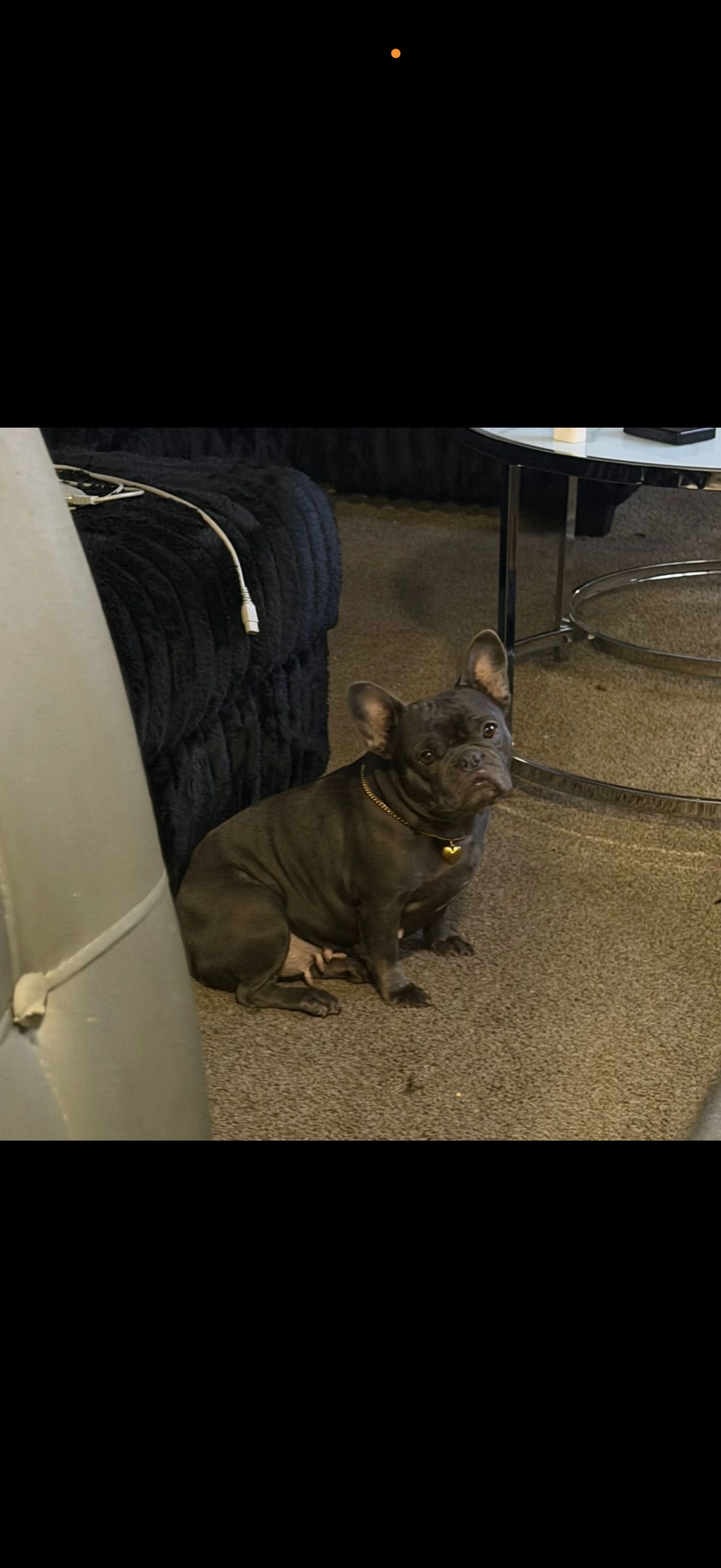 Lost pet-1