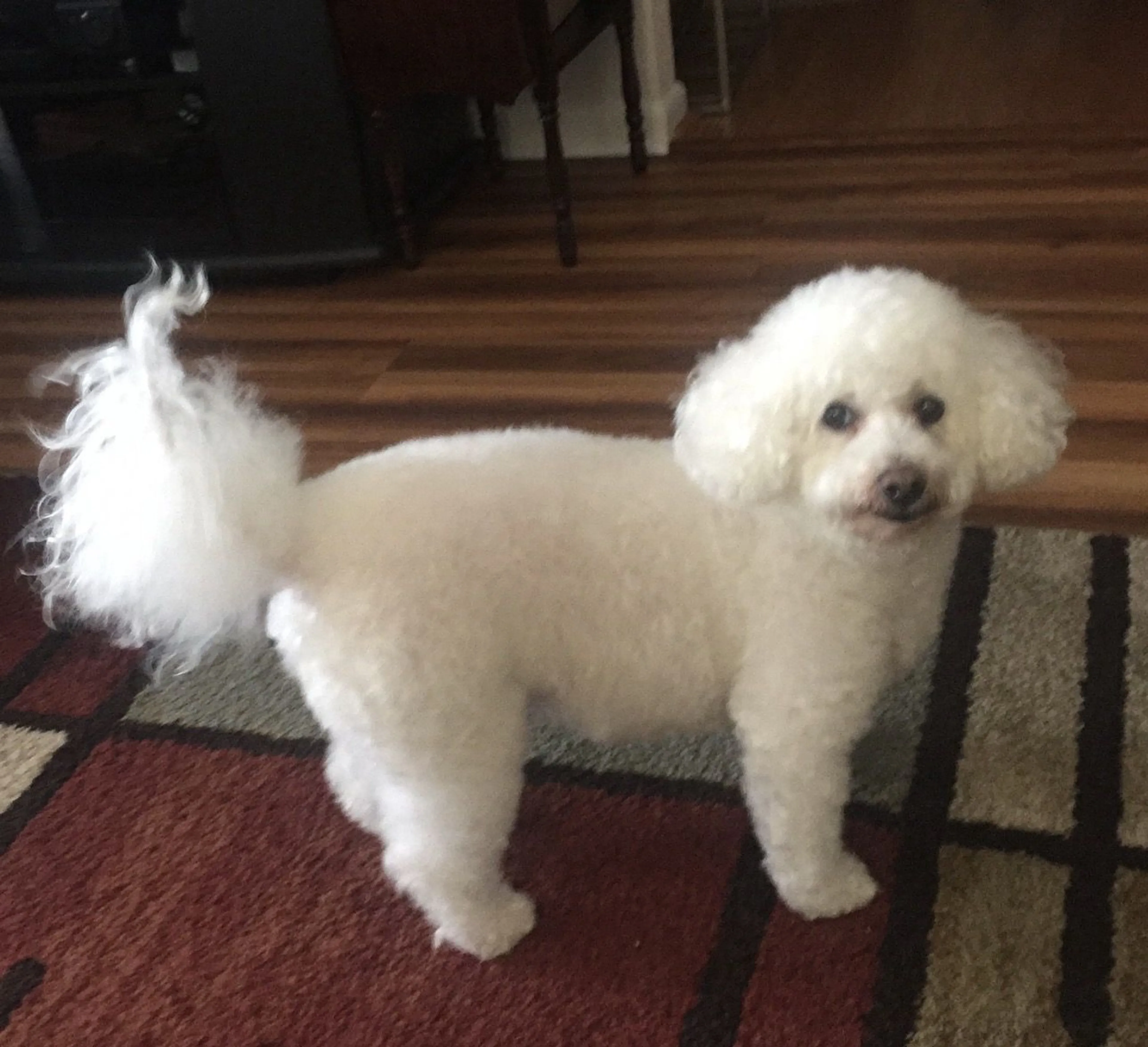 Lost pet