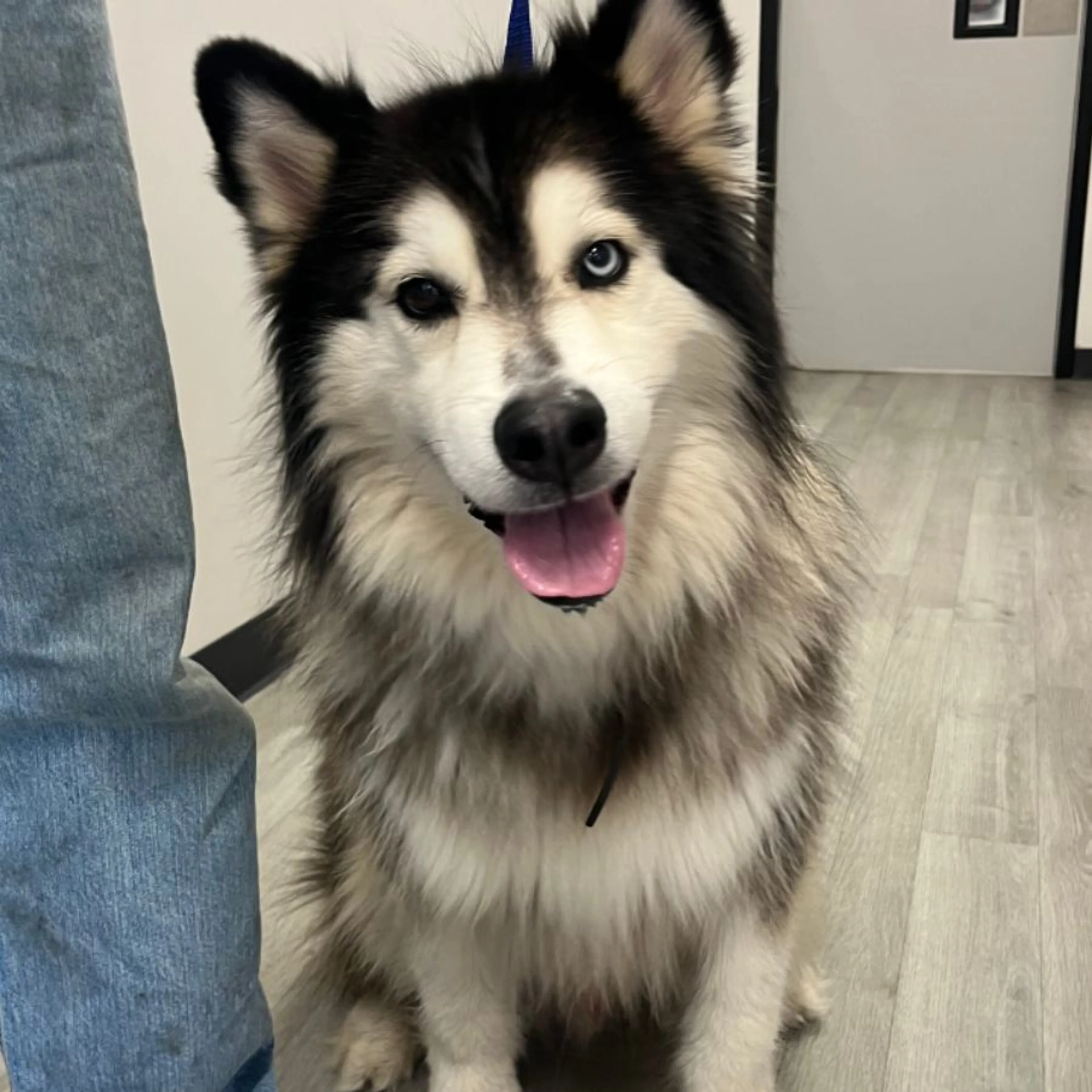 Found pet