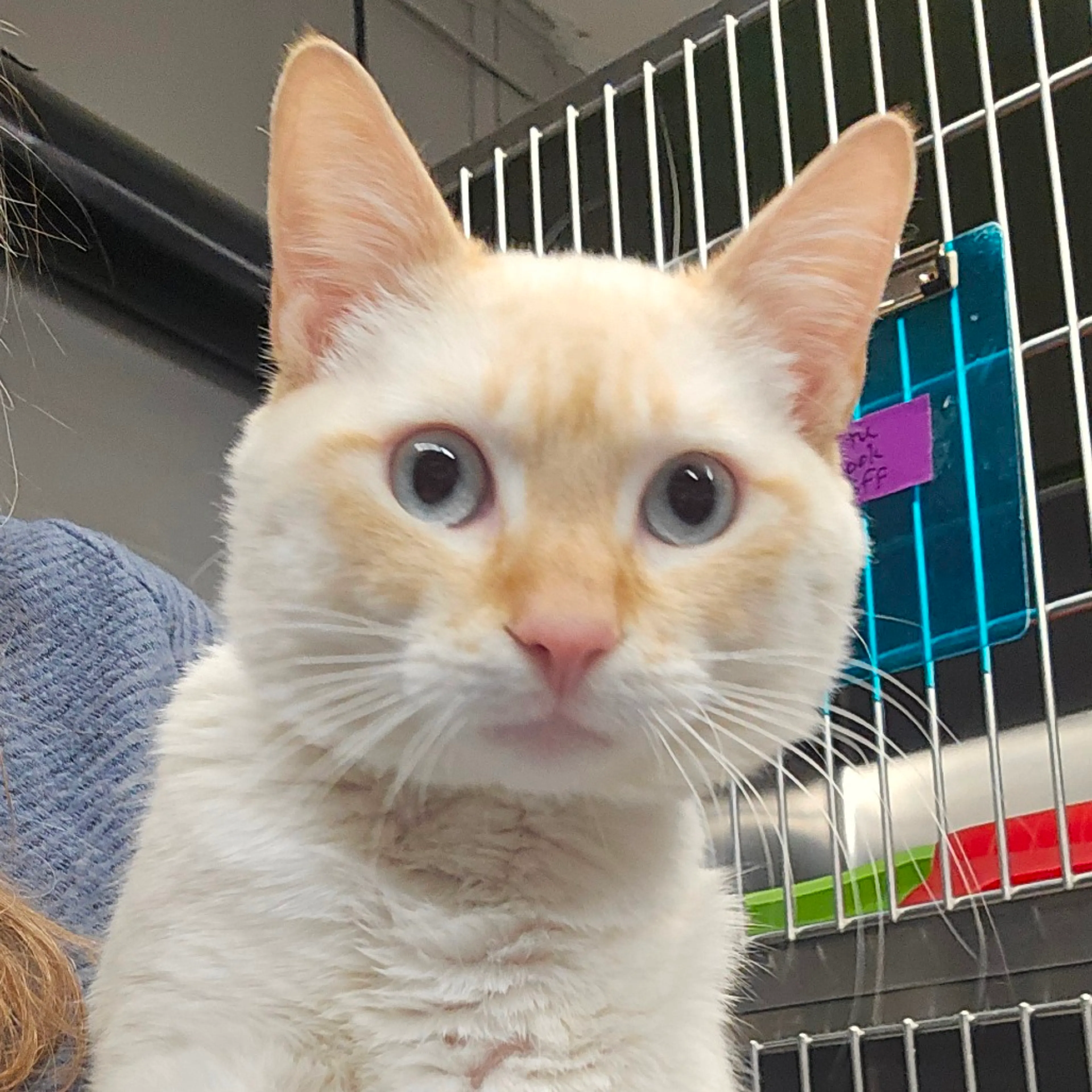 Found pet