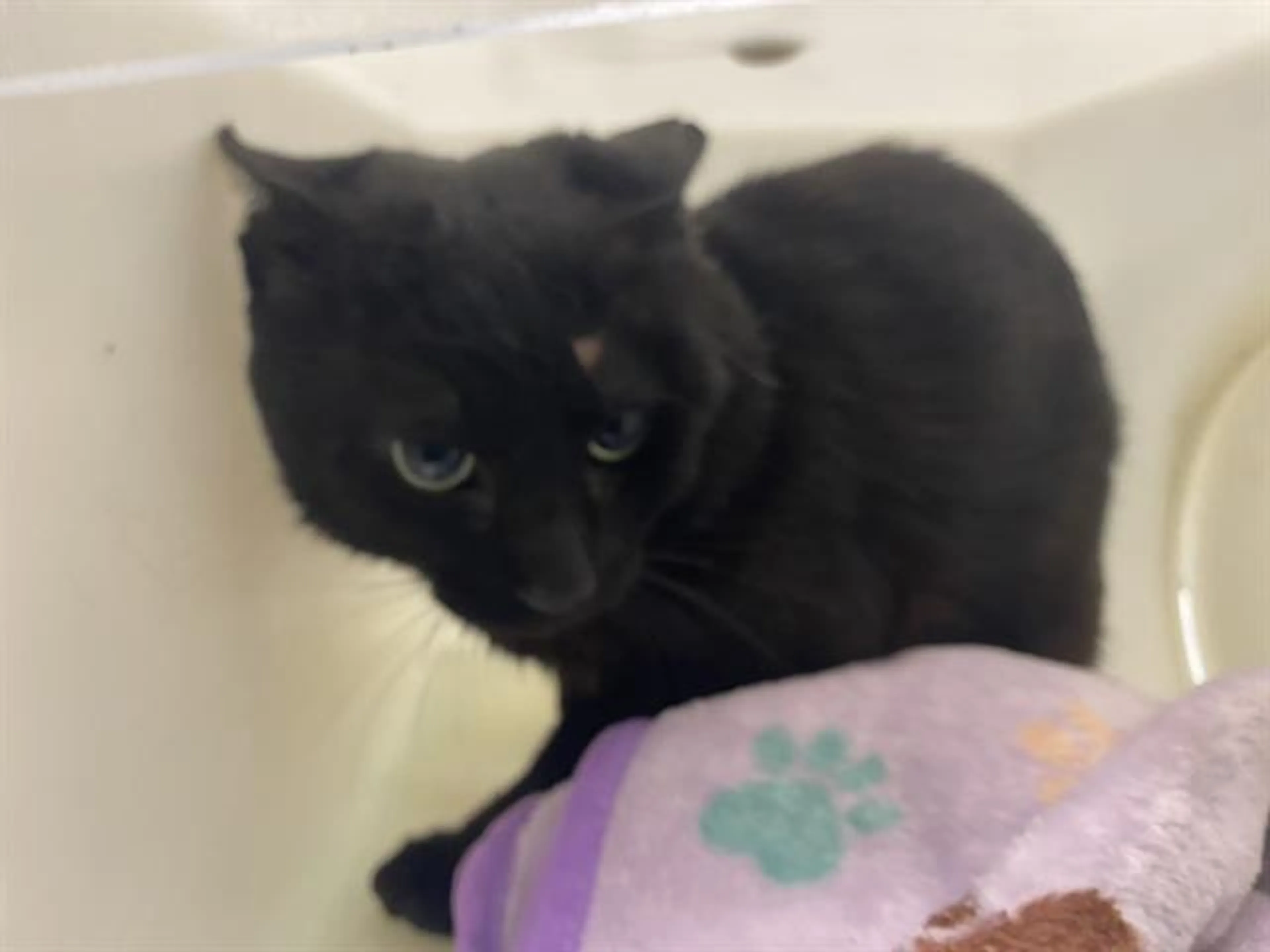 Found pet