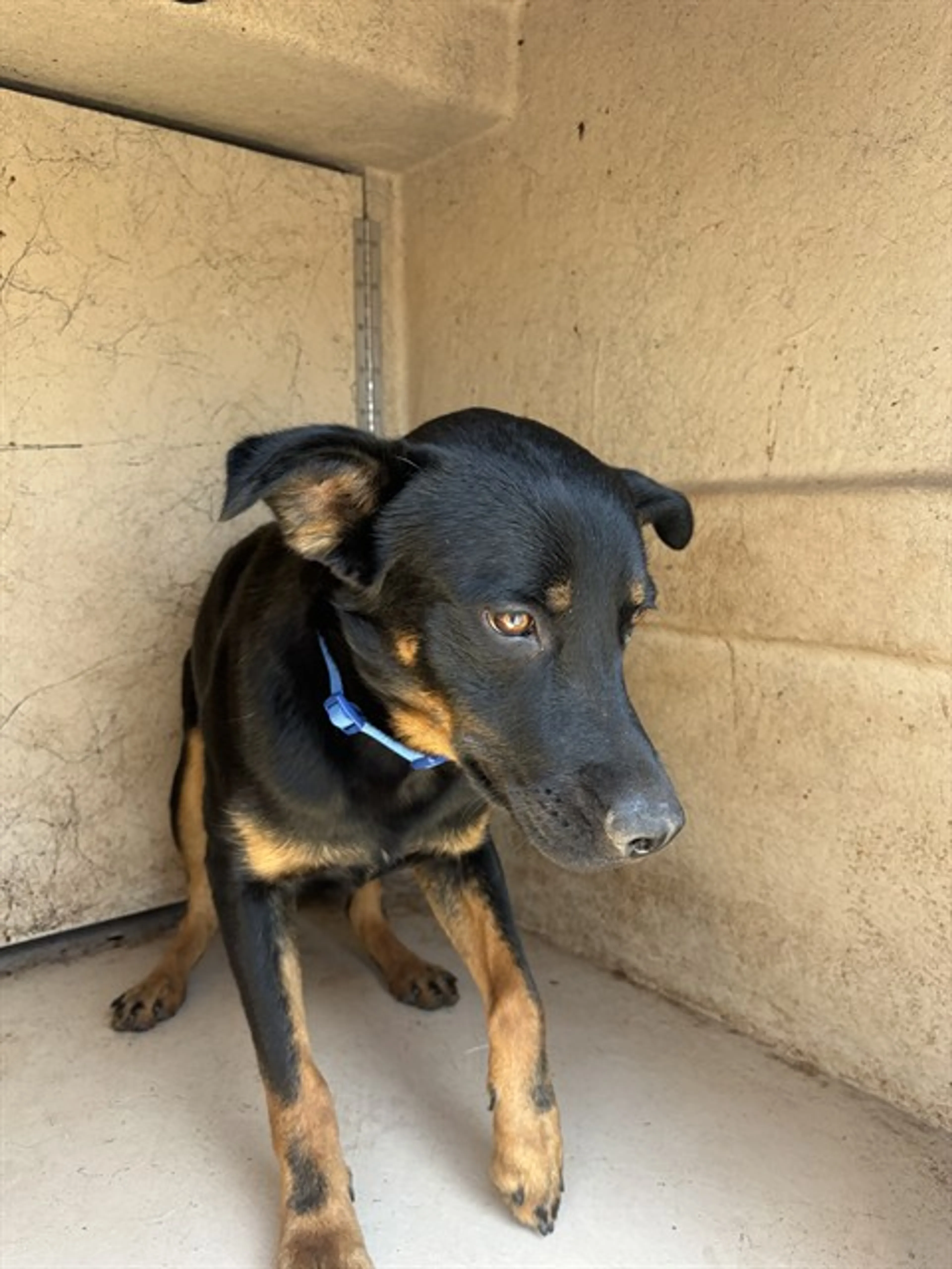 Found pet
