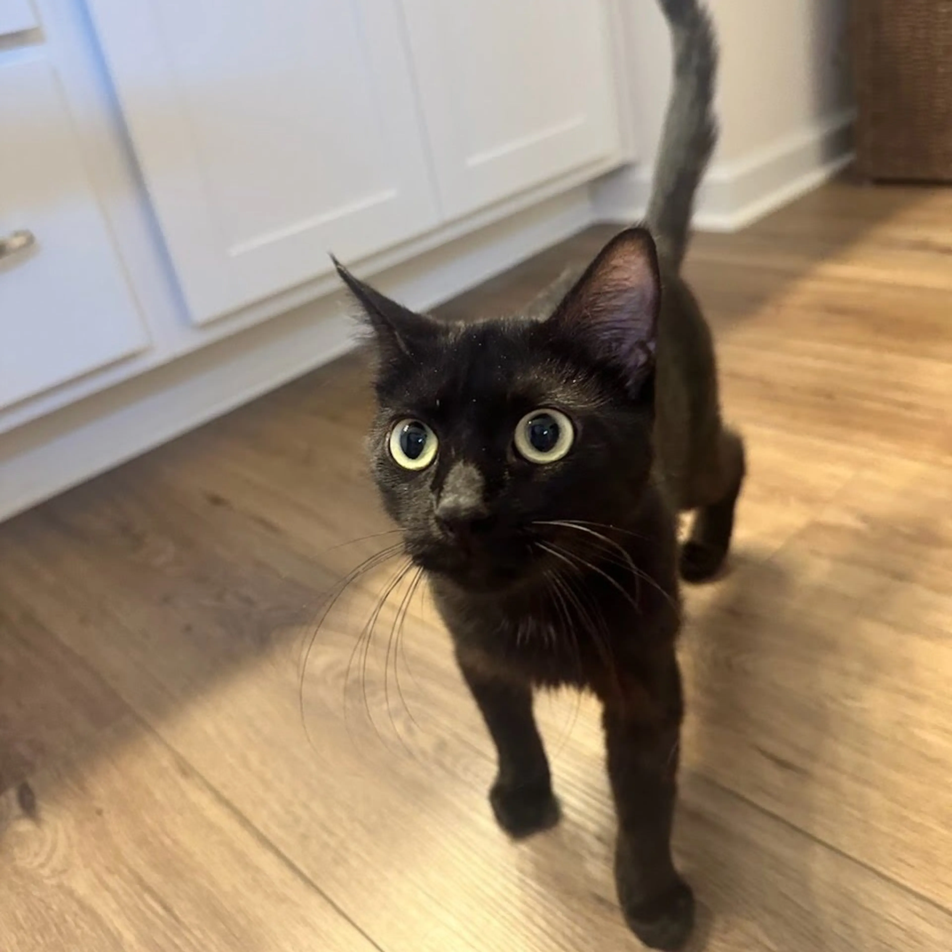 Found pet