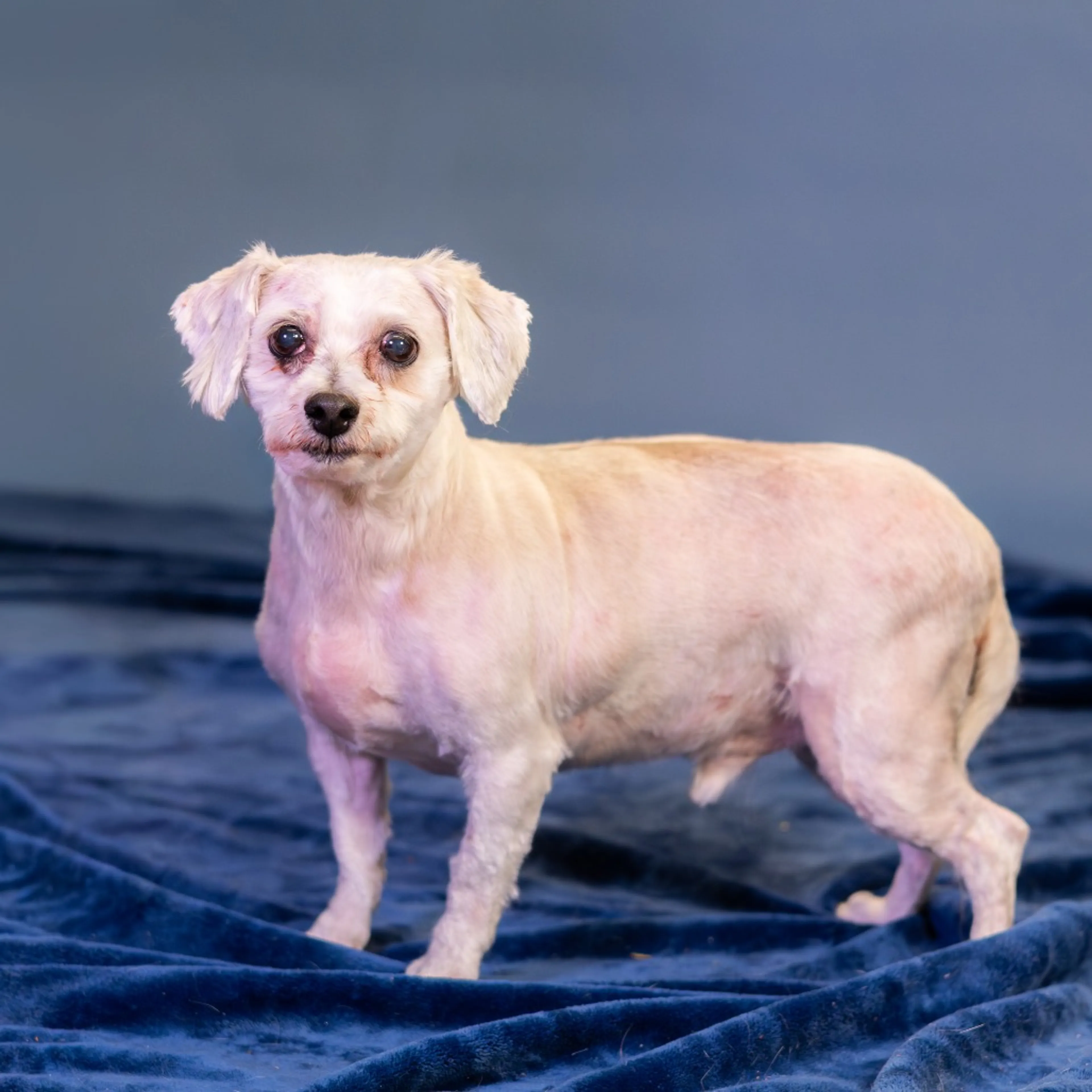 Found pet-3