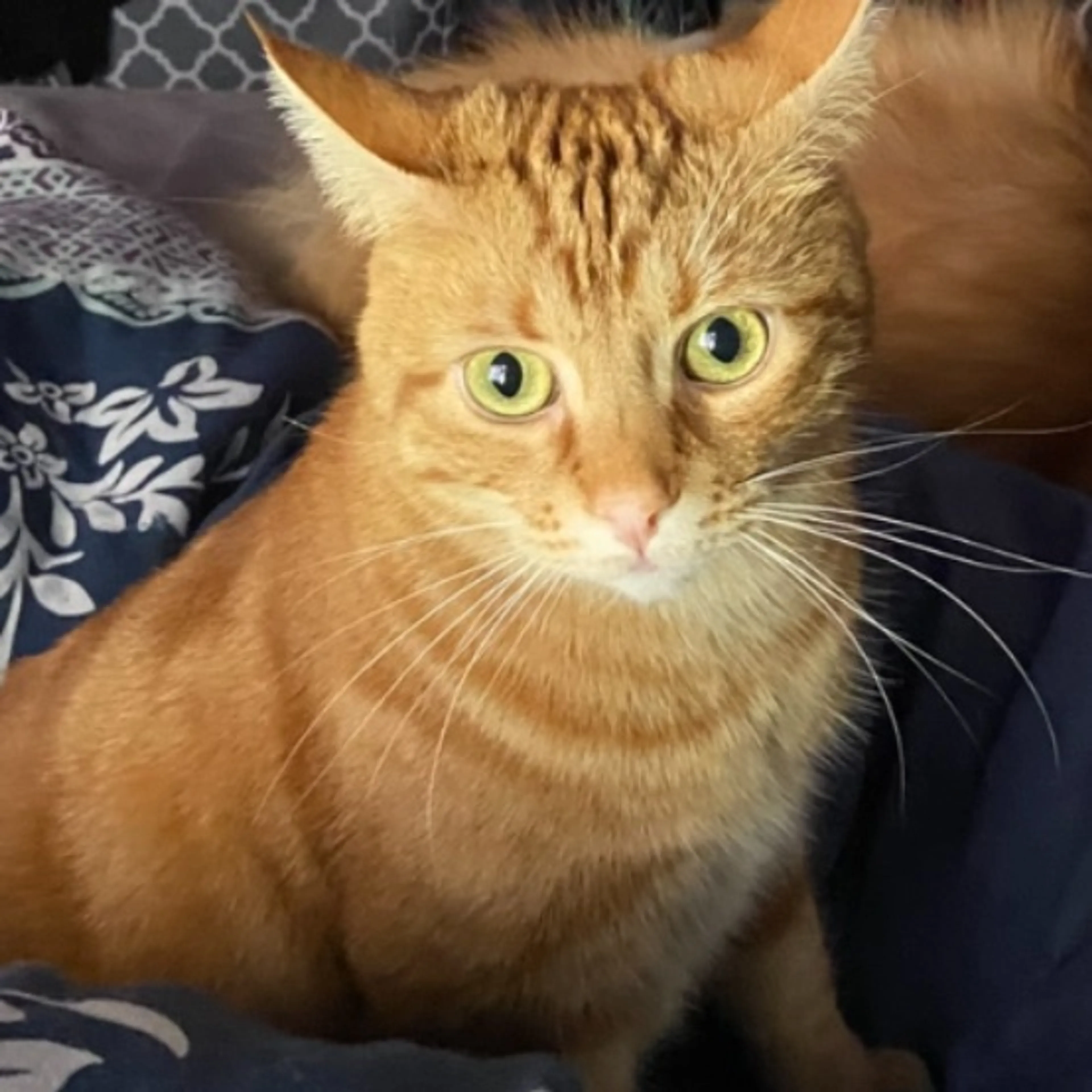 Lost pet