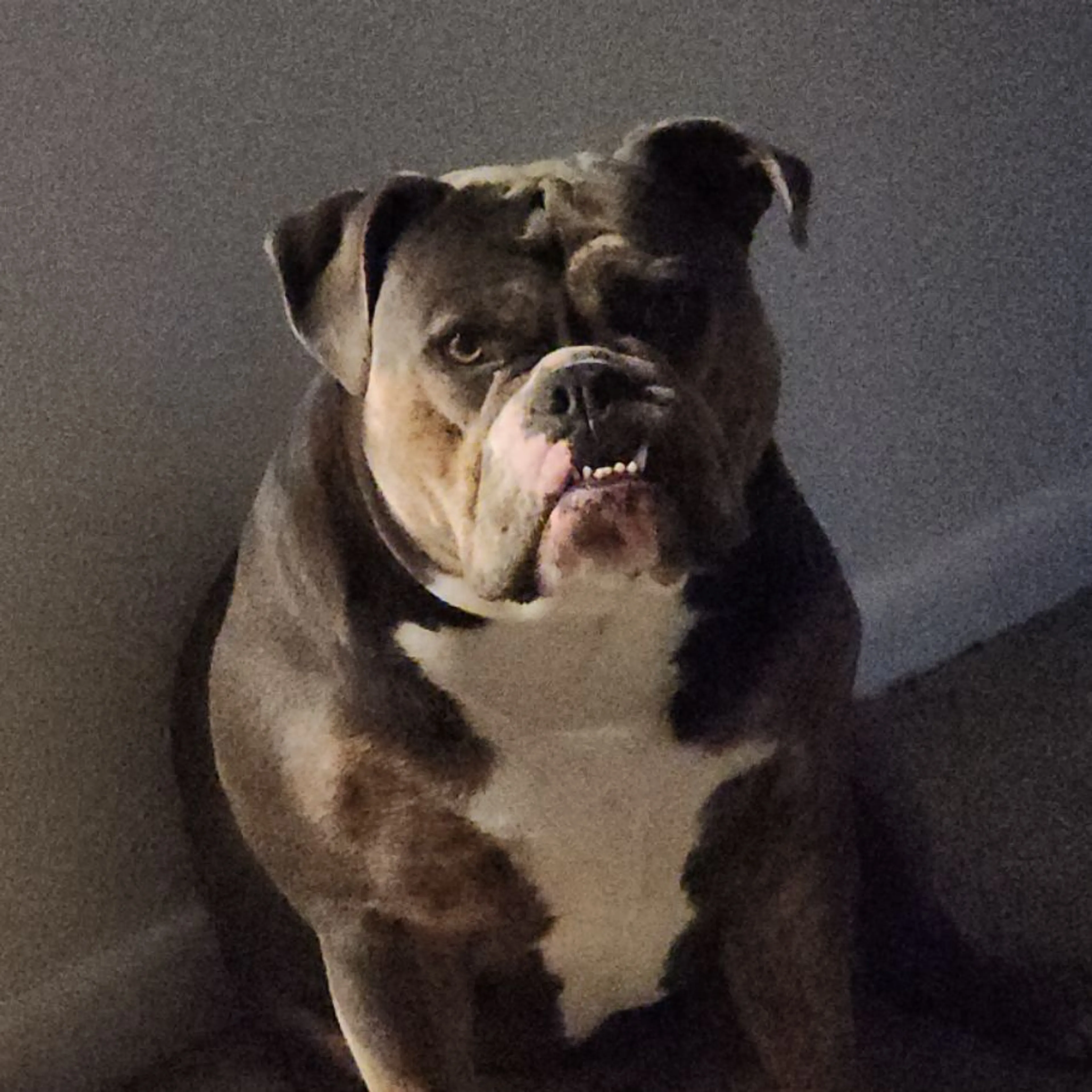 Lost pet