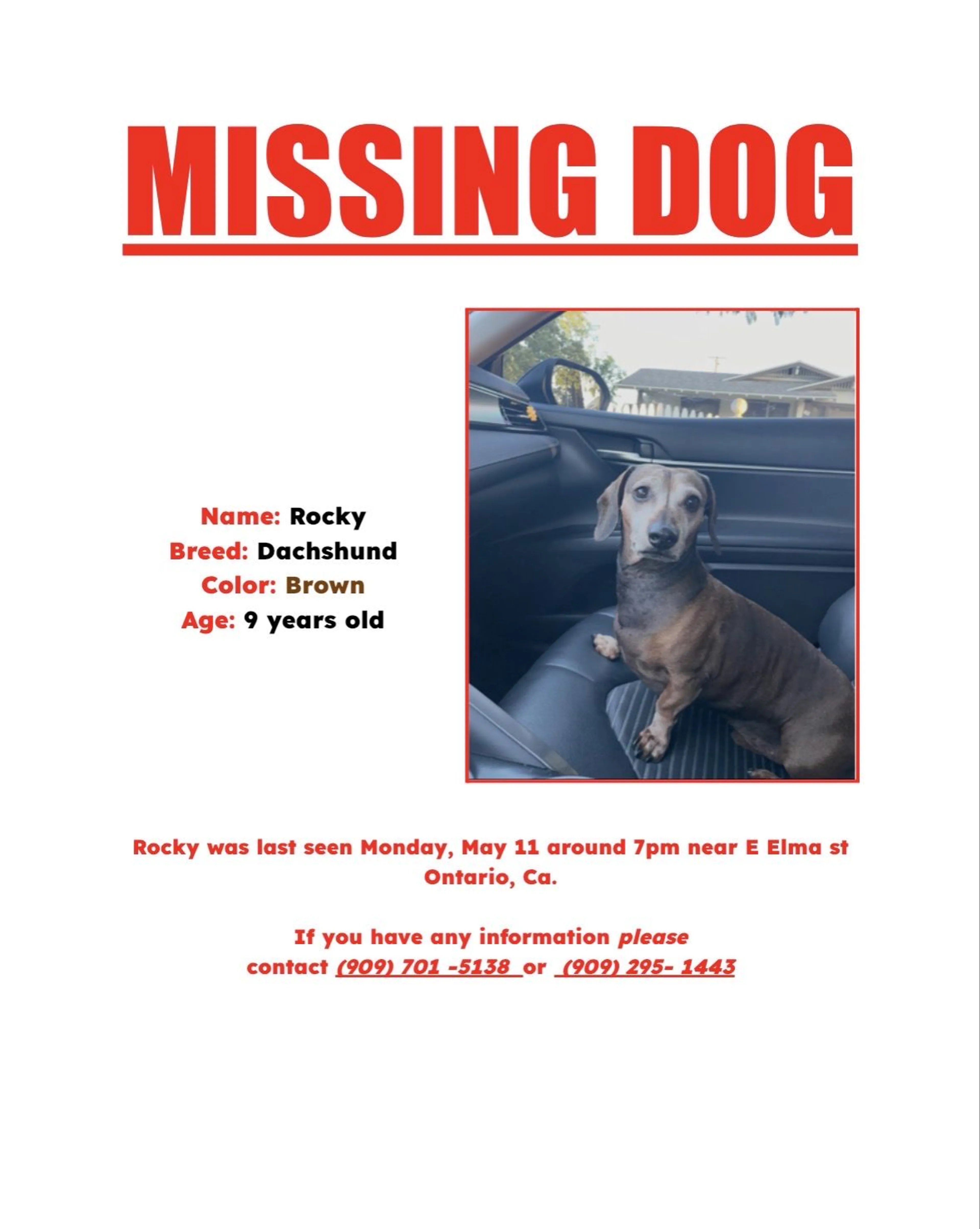 Lost pet