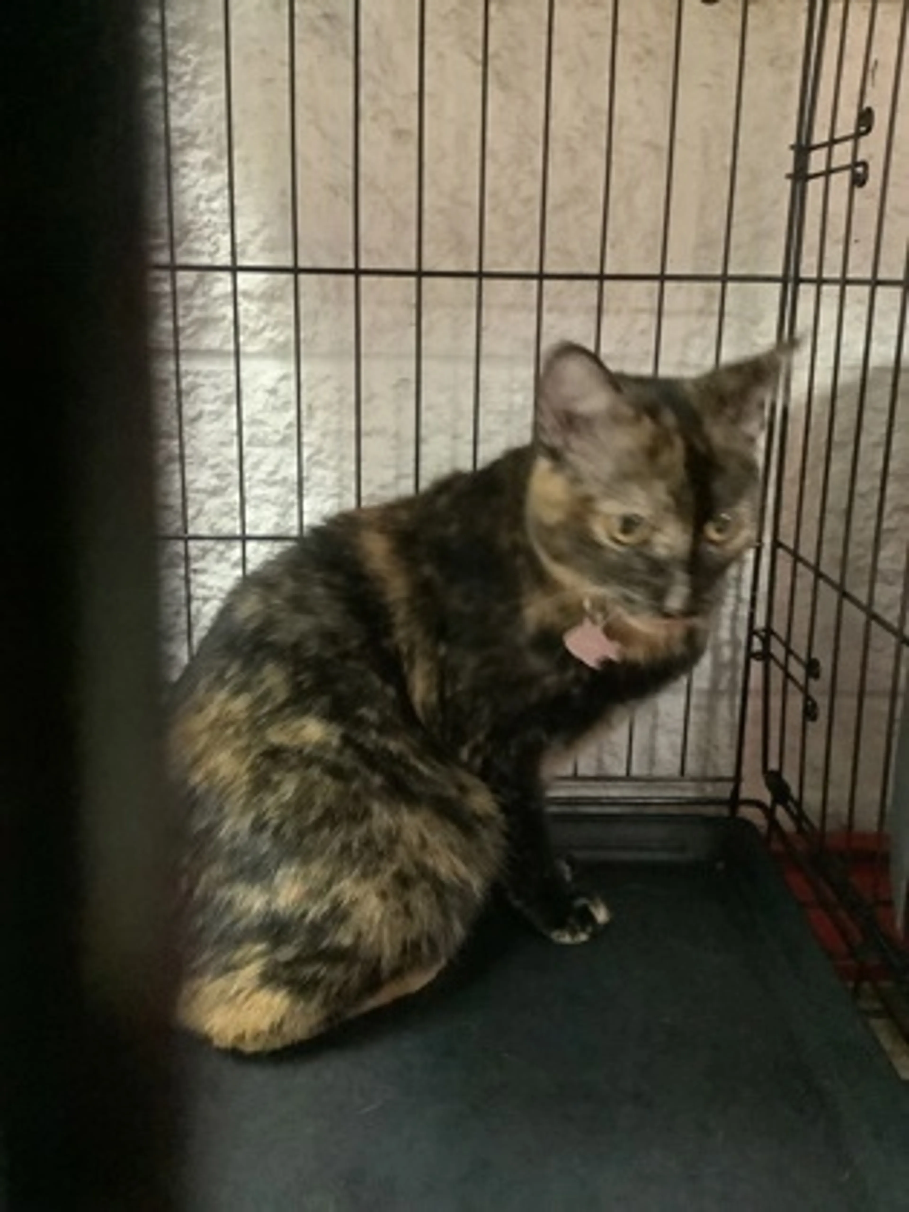 Found pet