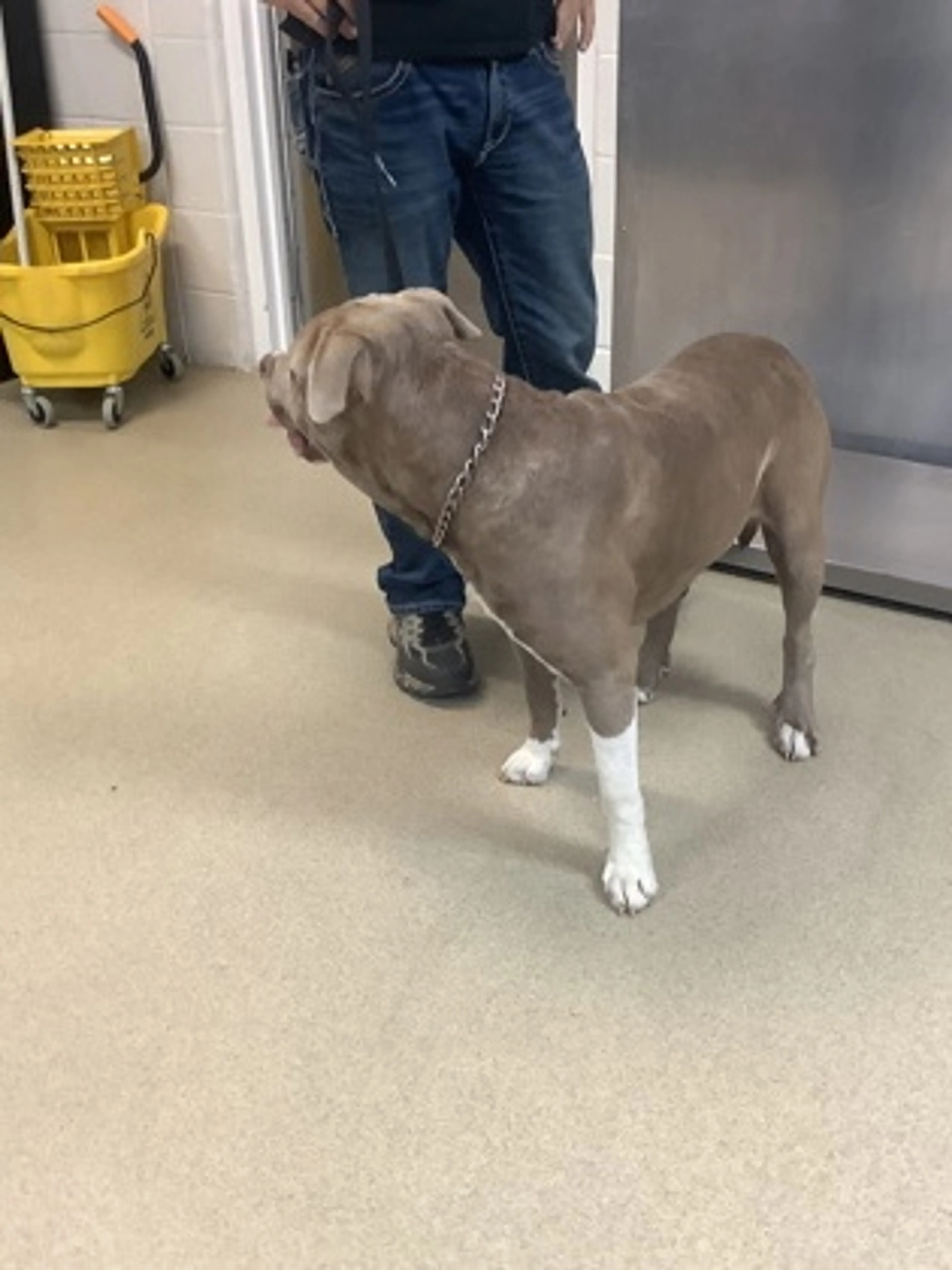 Found pet-1