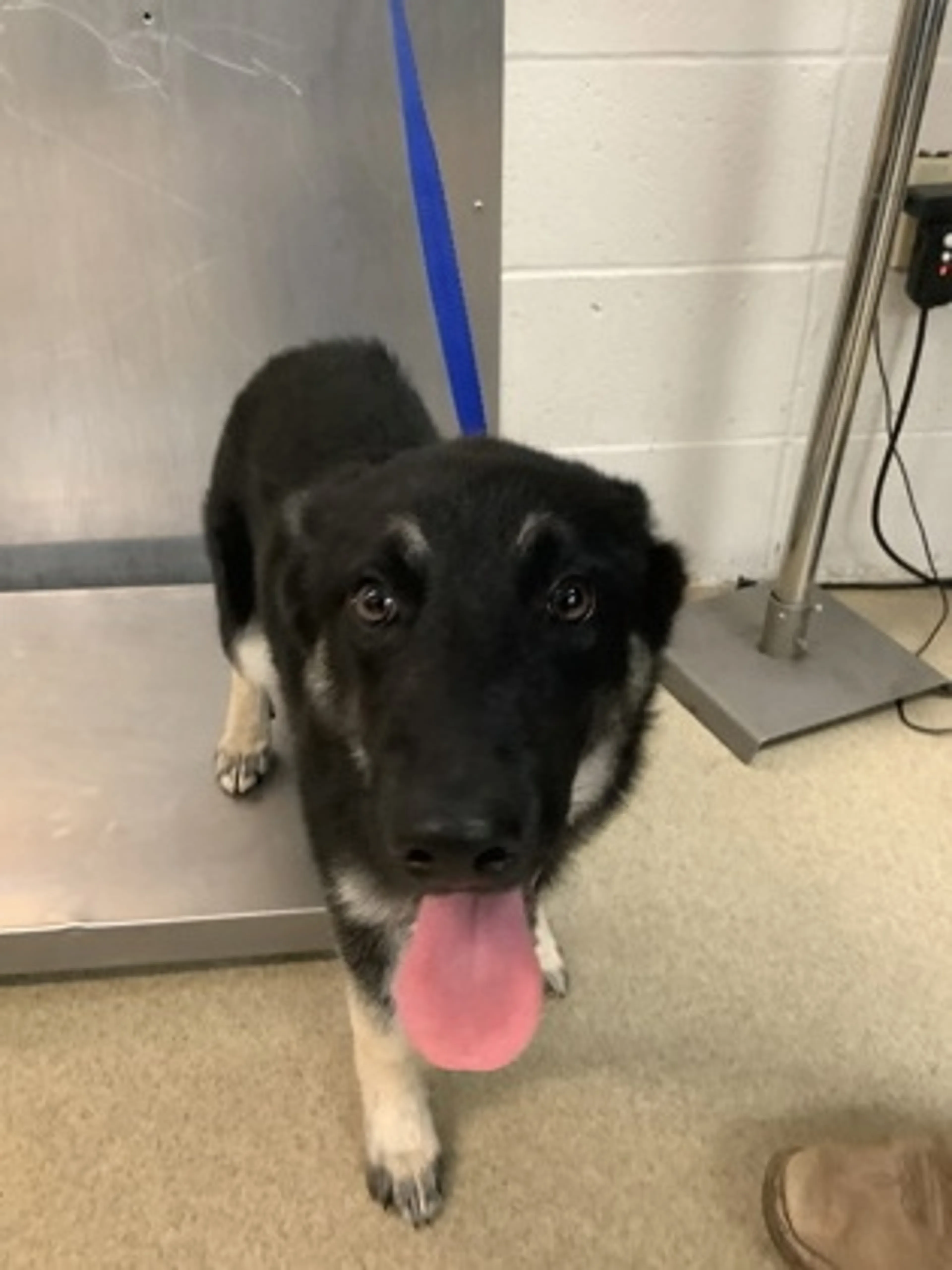 Found pet