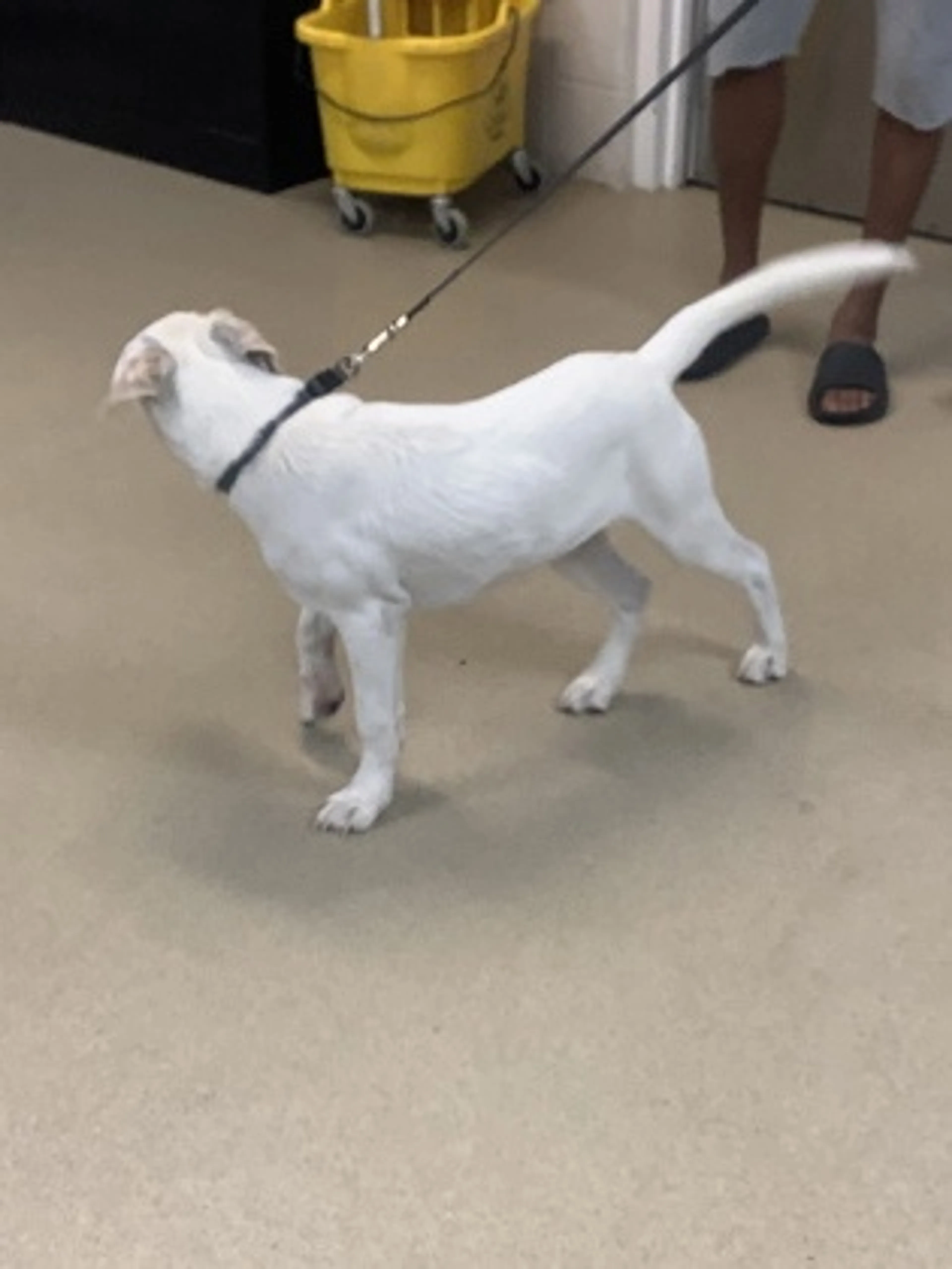 Found pet-1