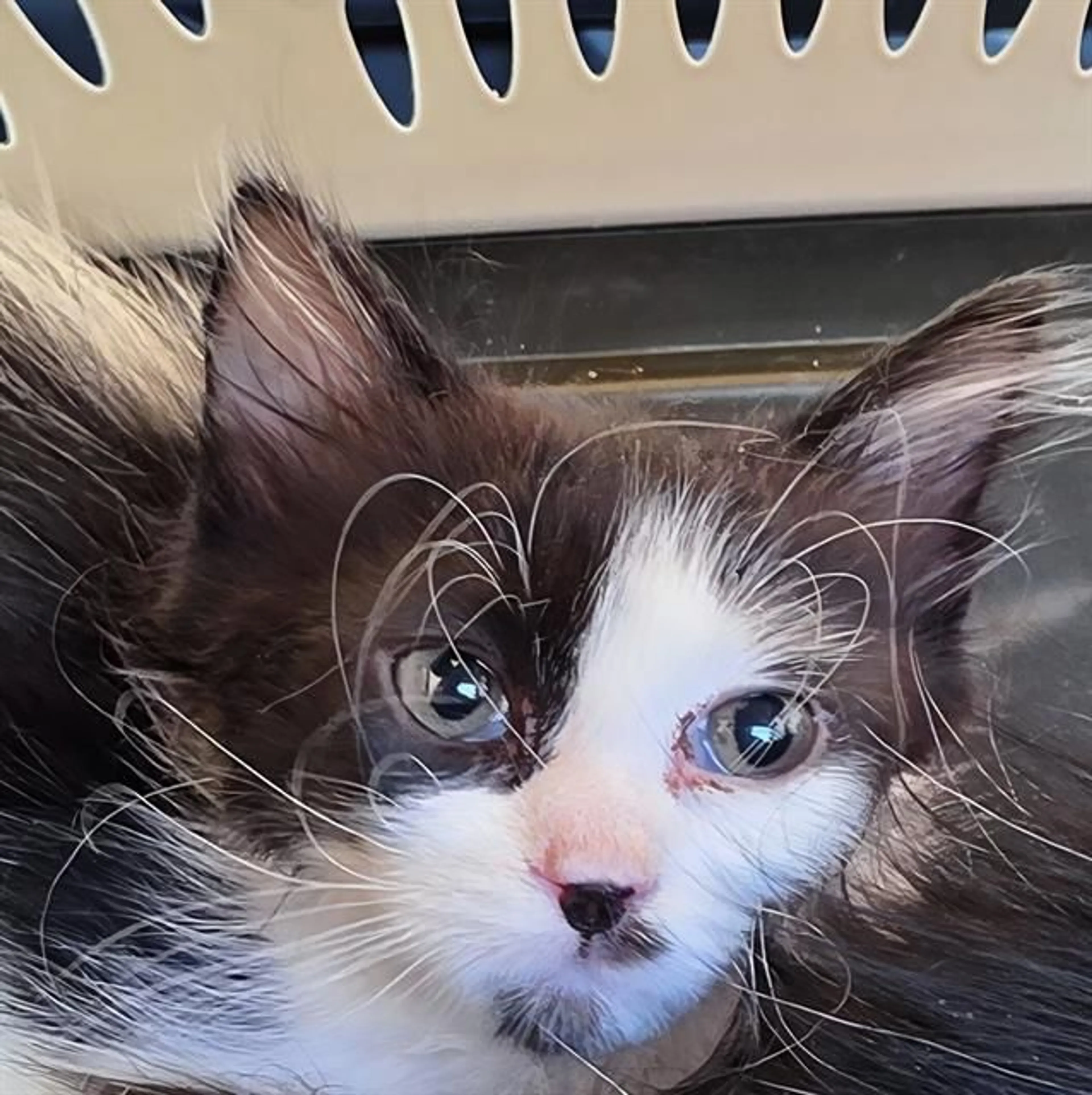 Found pet
