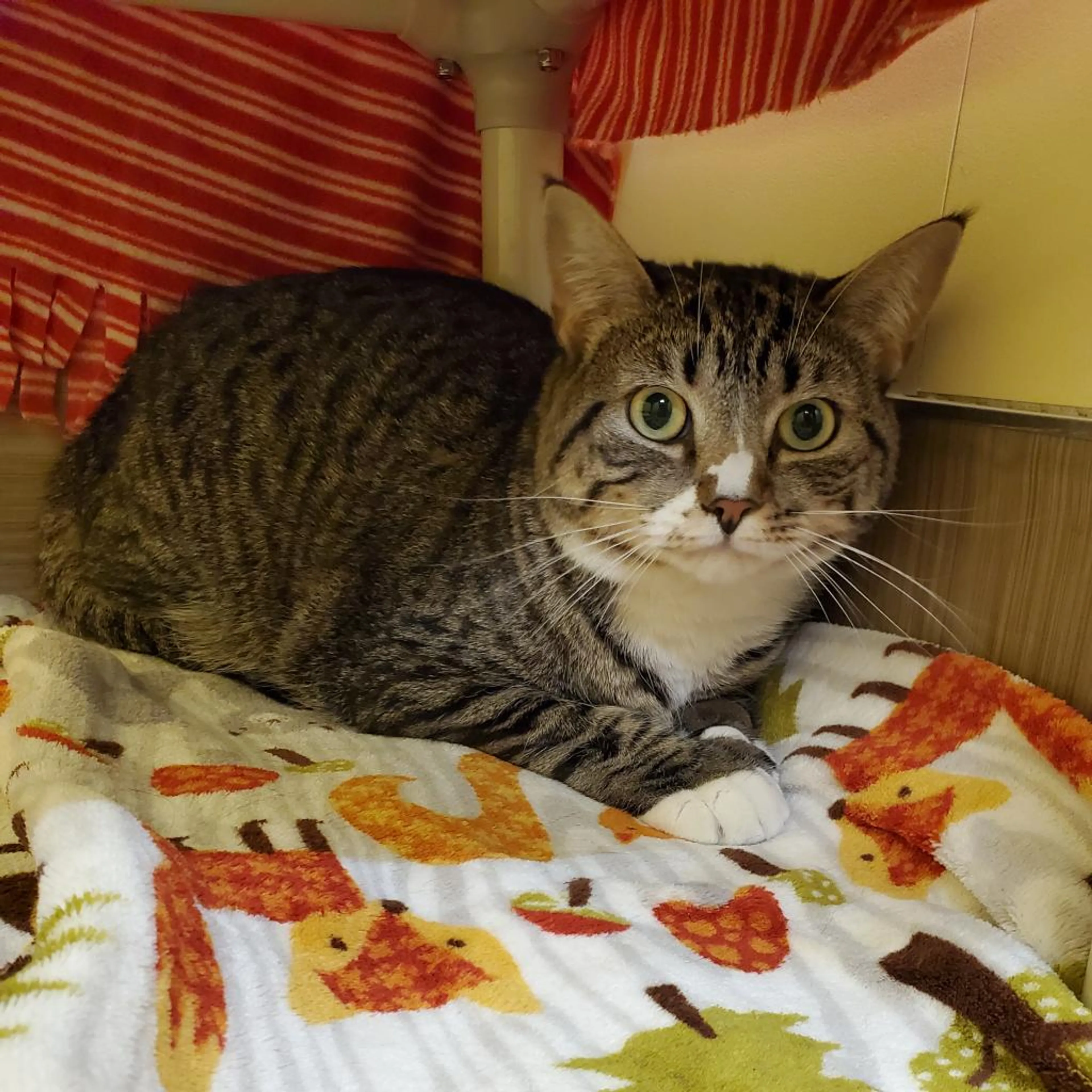 Found pet-2
